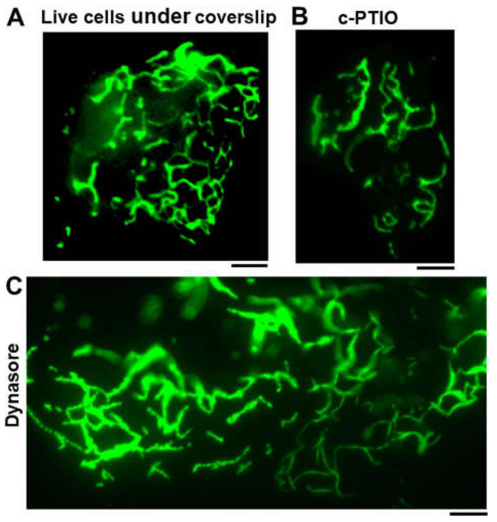 Preprints 119212 g002