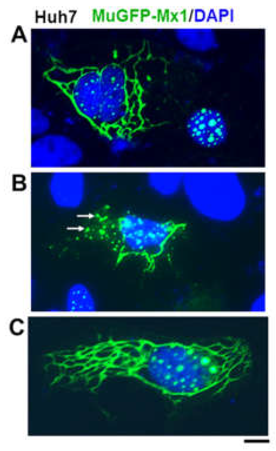 Preprints 119212 g004