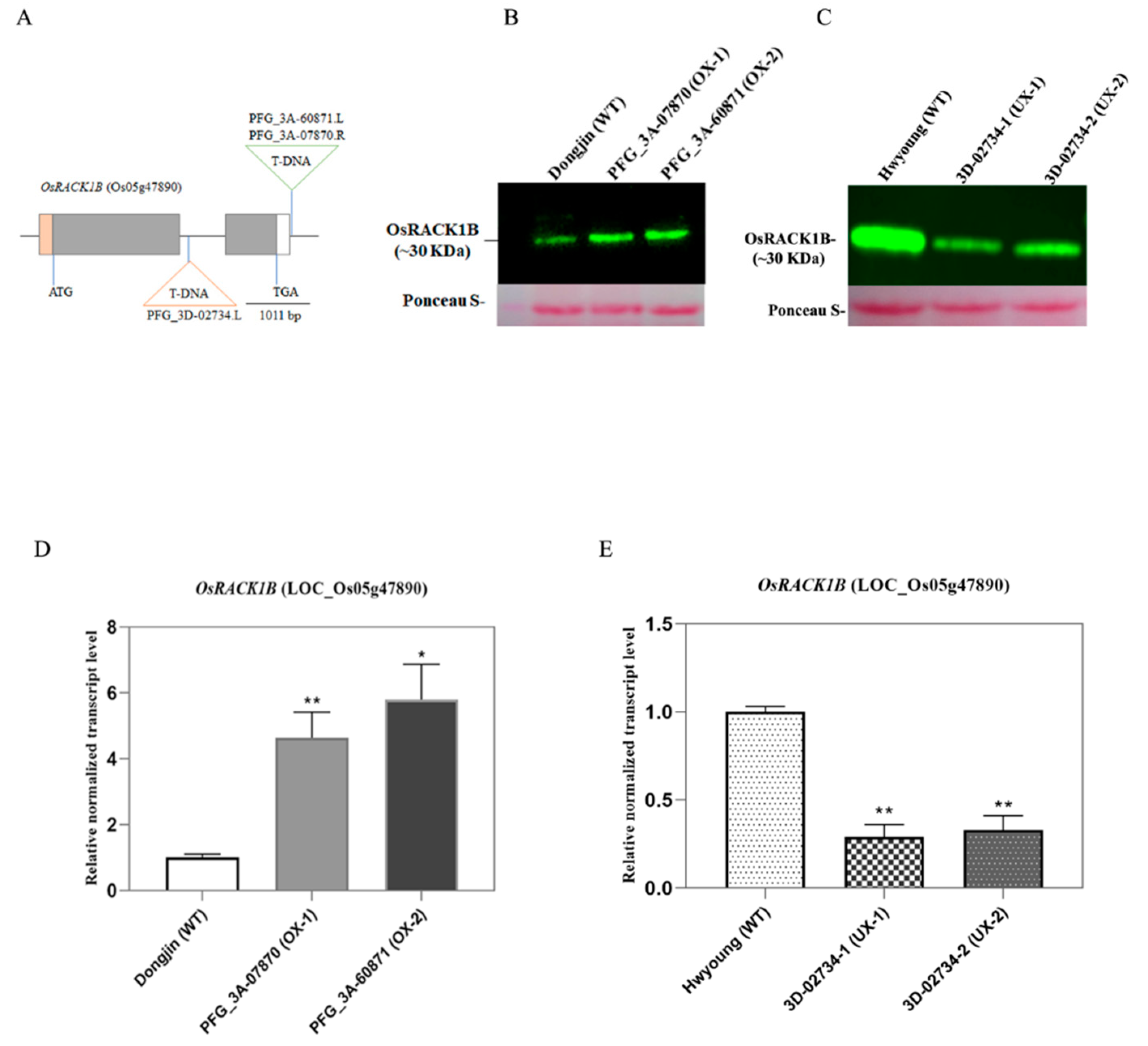 Preprints 74768 g001