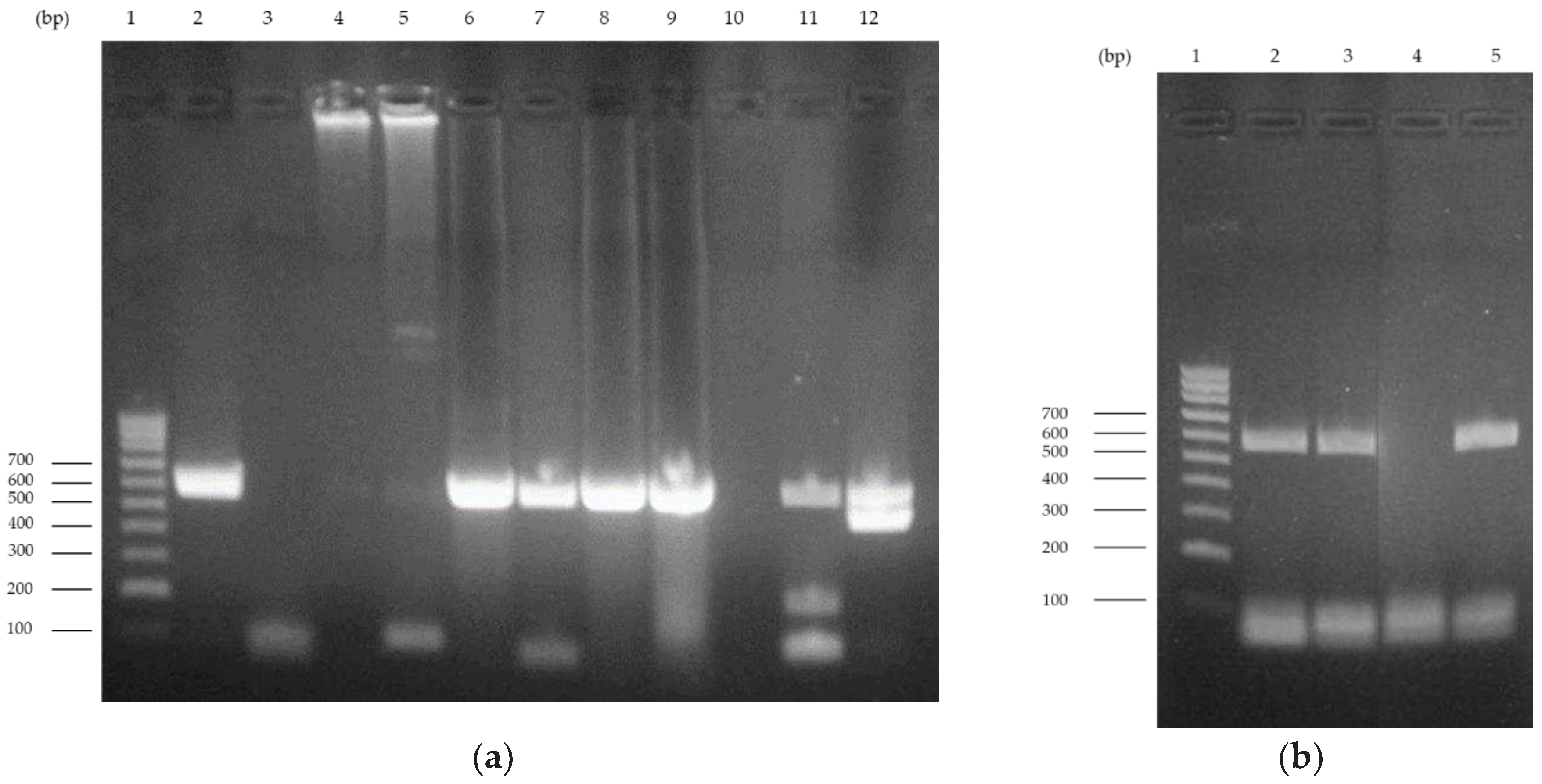 Preprints 86318 g001