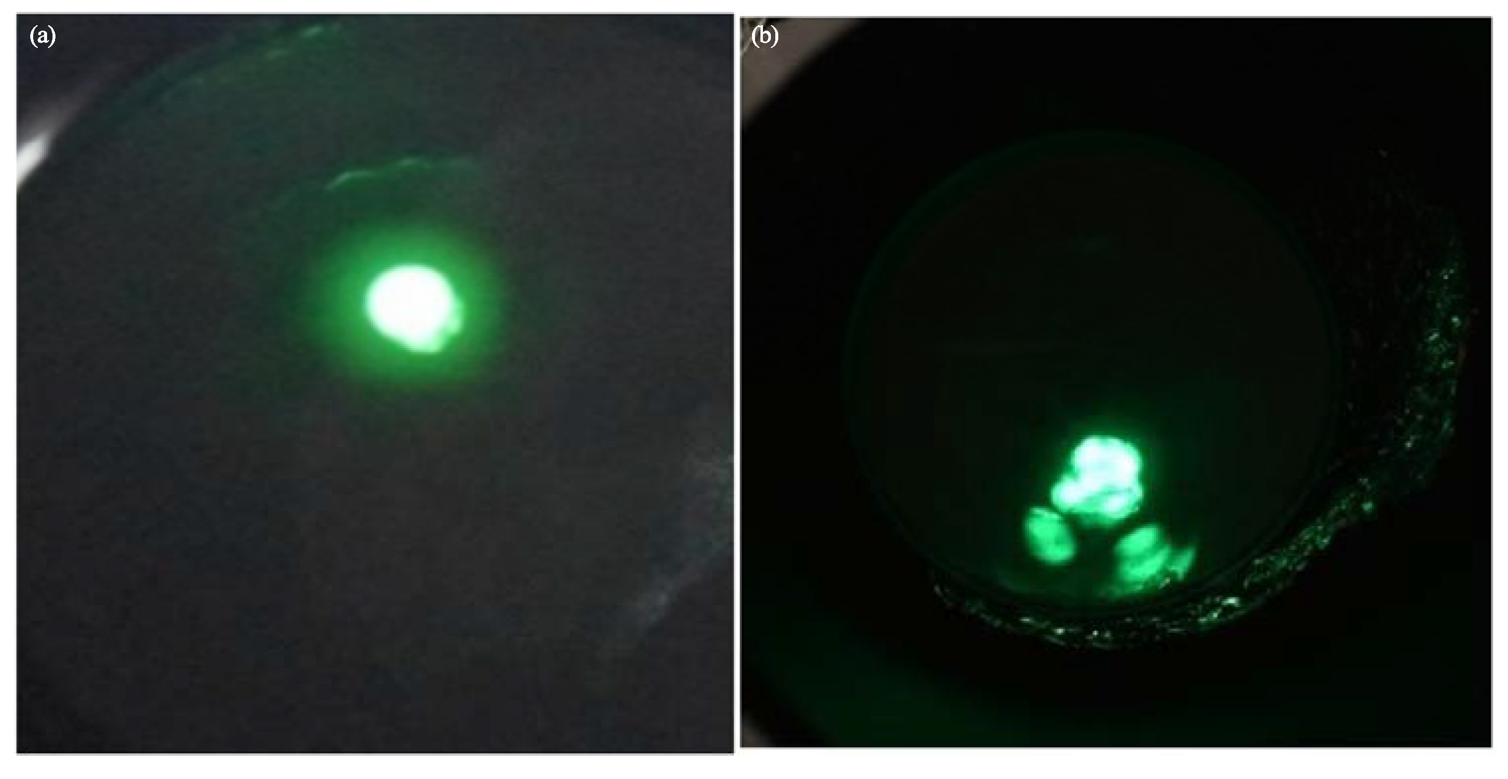 Preprints 113661 g002