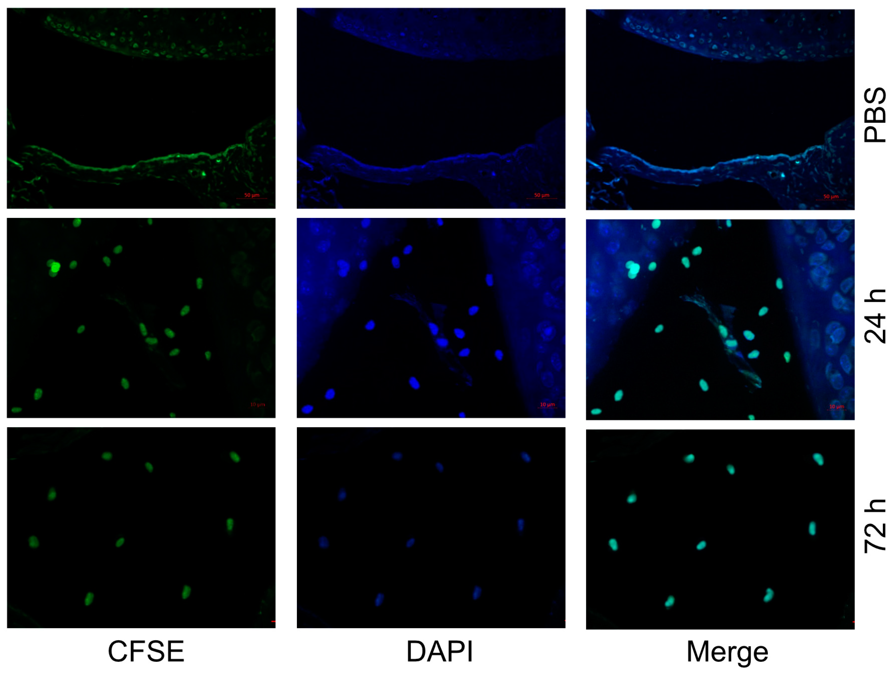 Preprints 105399 g001