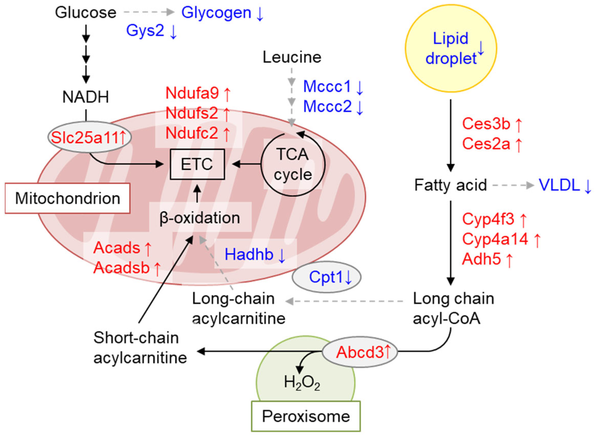 Preprints 97684 g006