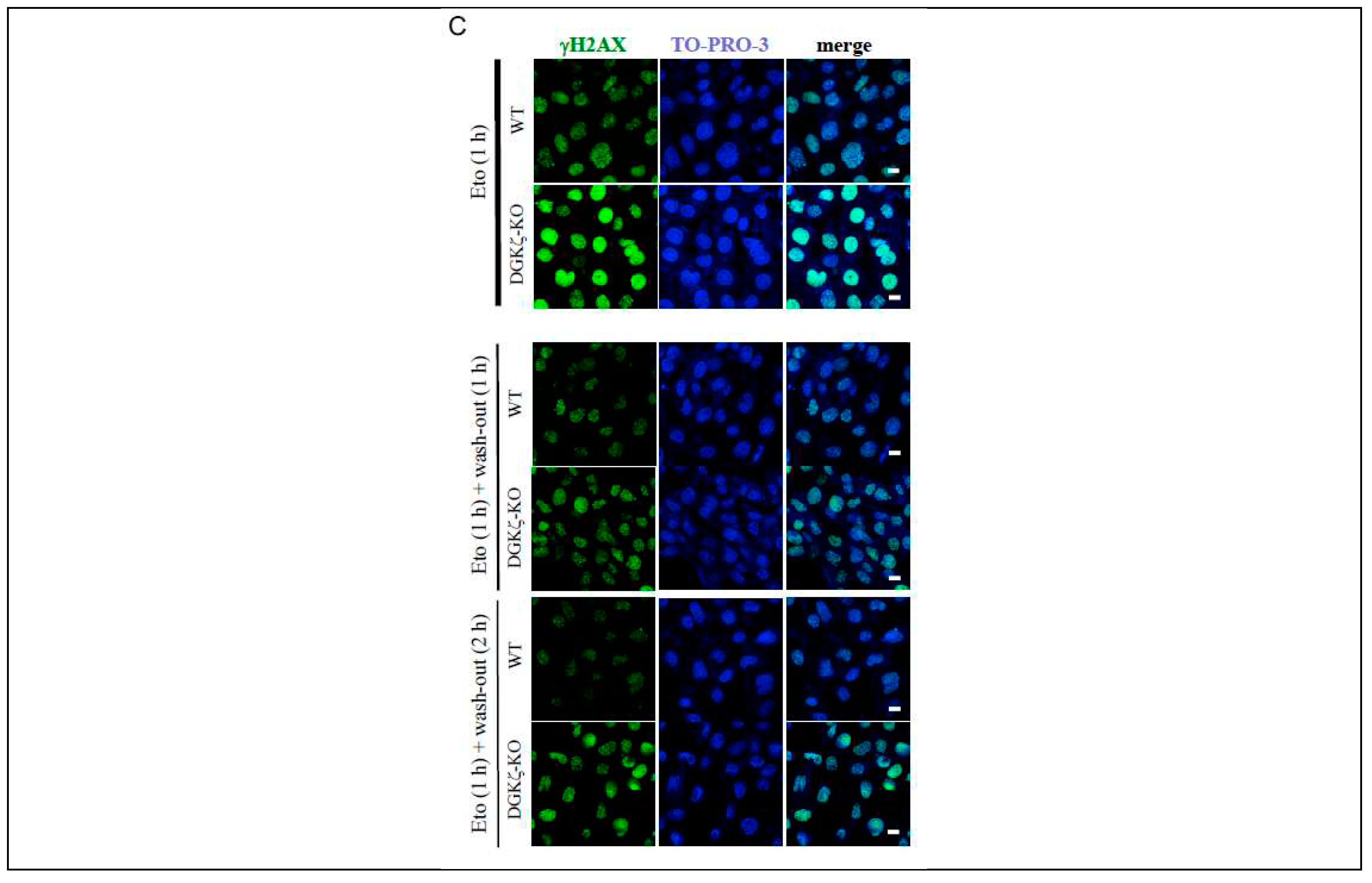 Preprints 74694 g002b