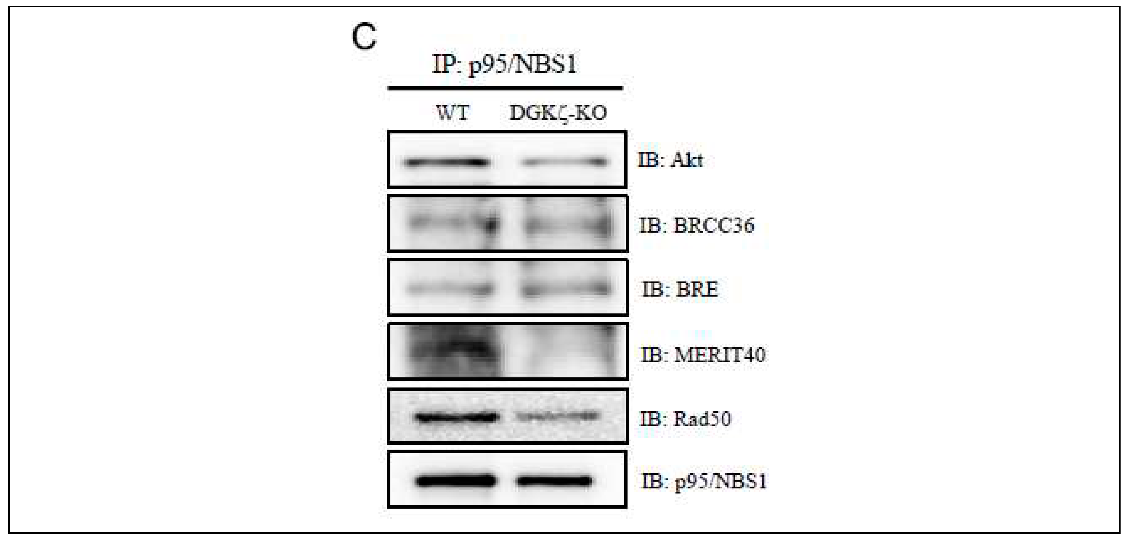 Preprints 74694 g003b