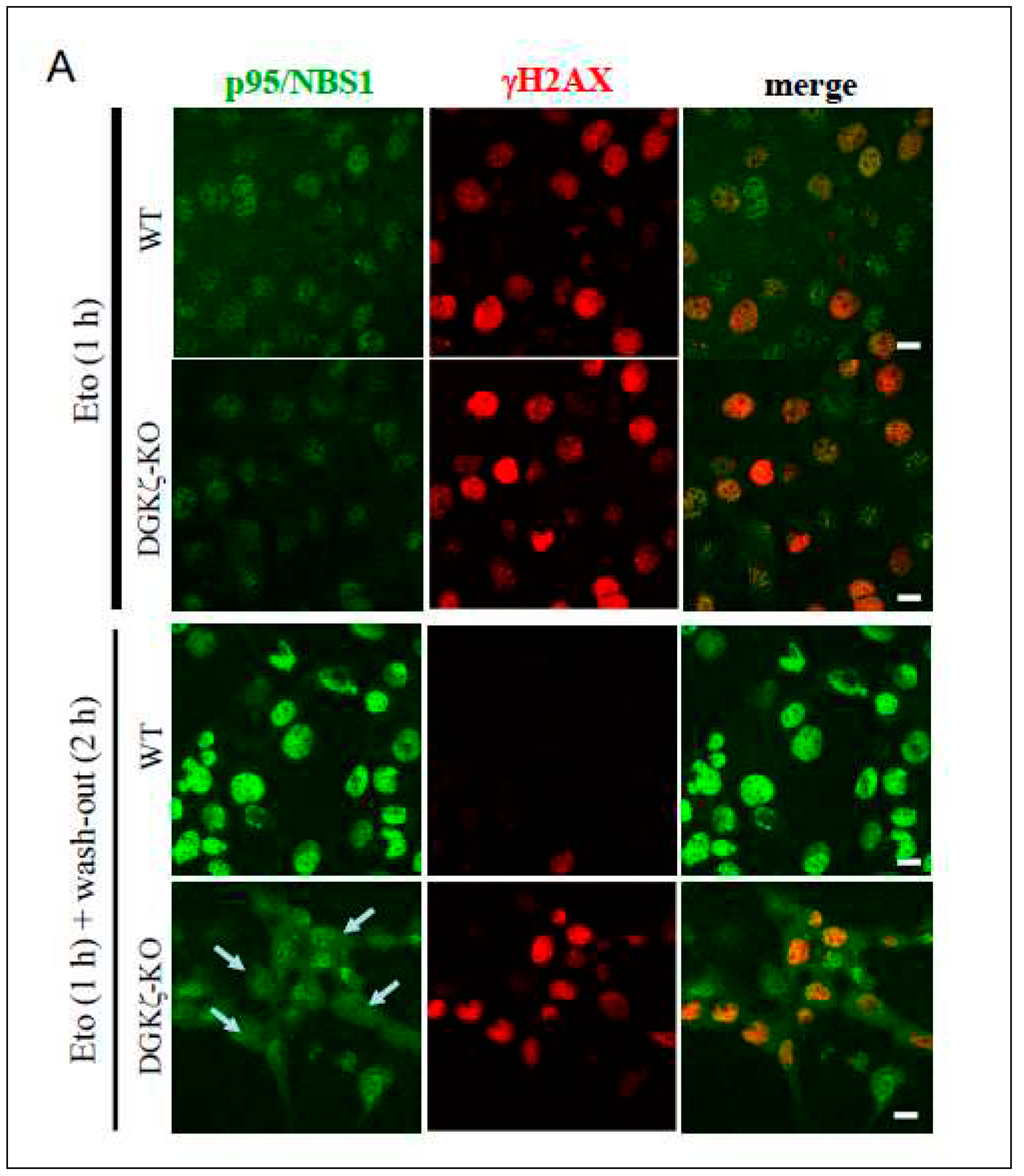 Preprints 74694 g004a