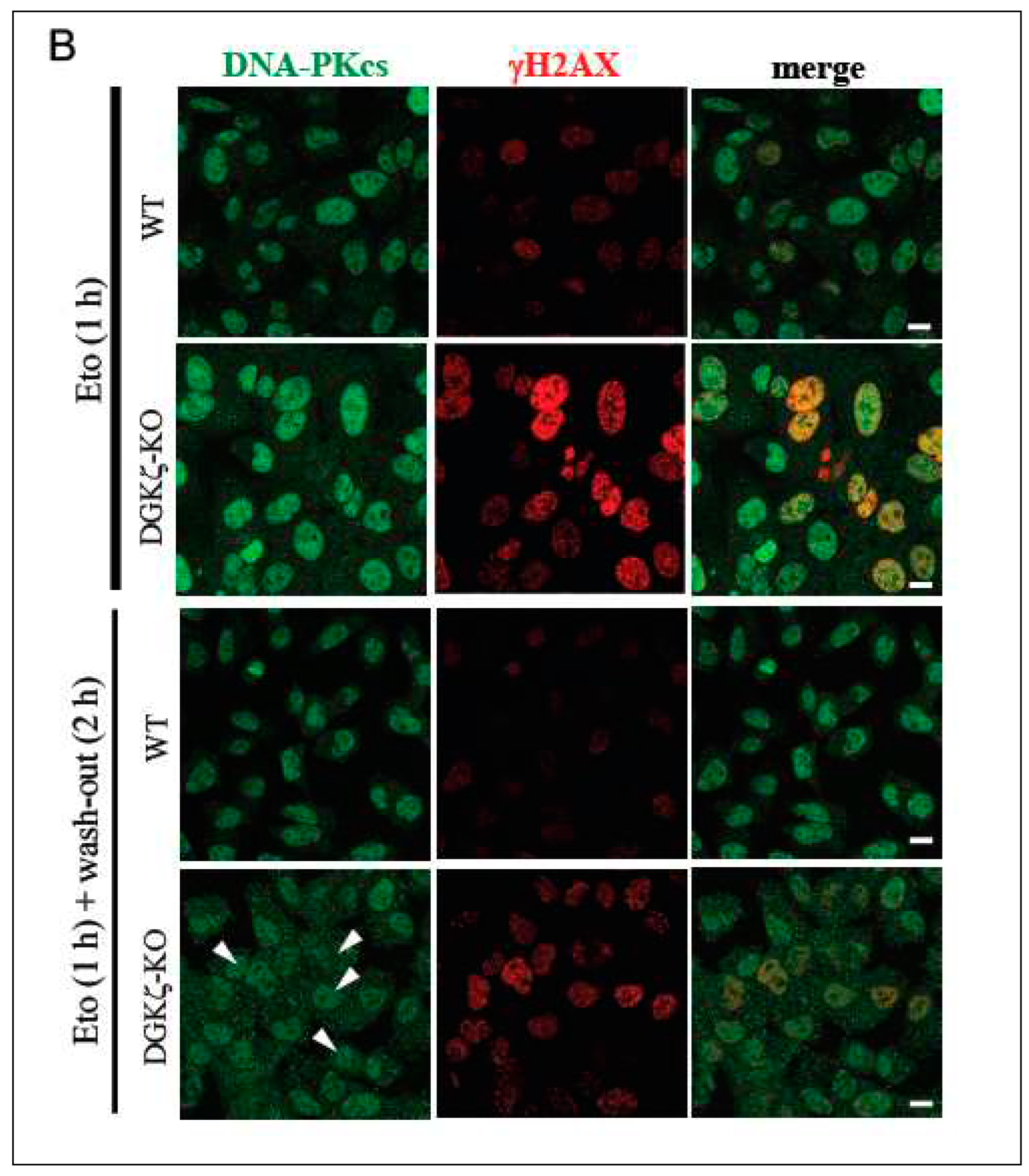 Preprints 74694 g004b