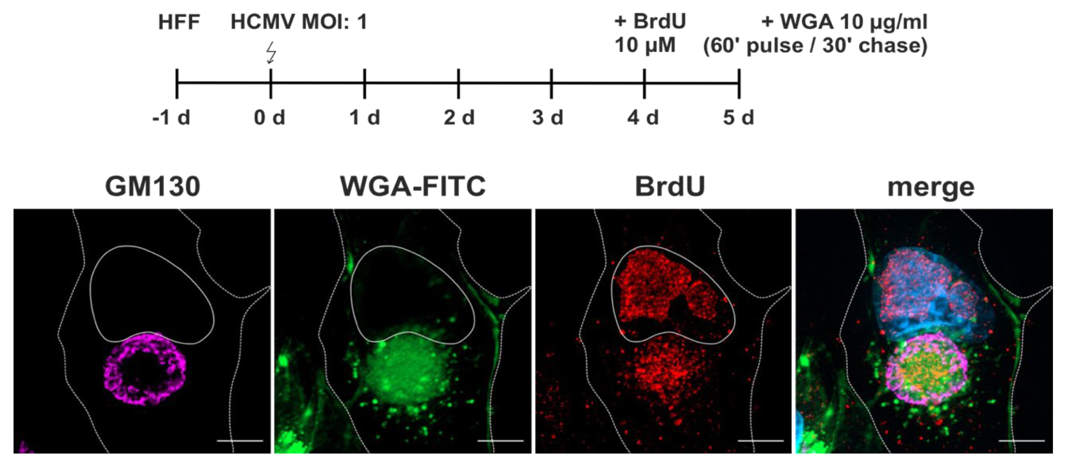 Preprints 116083 g005