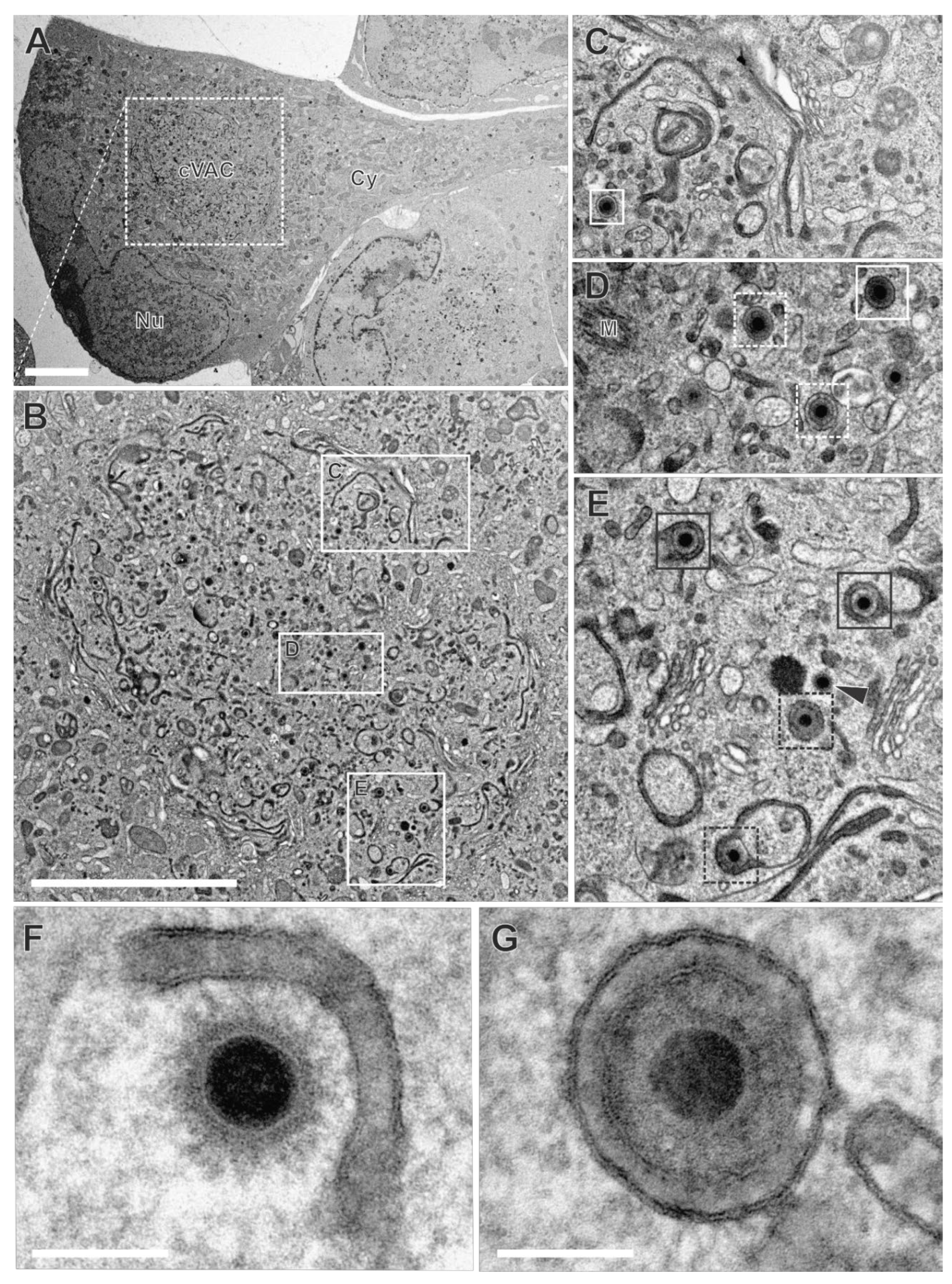 Preprints 116083 g006