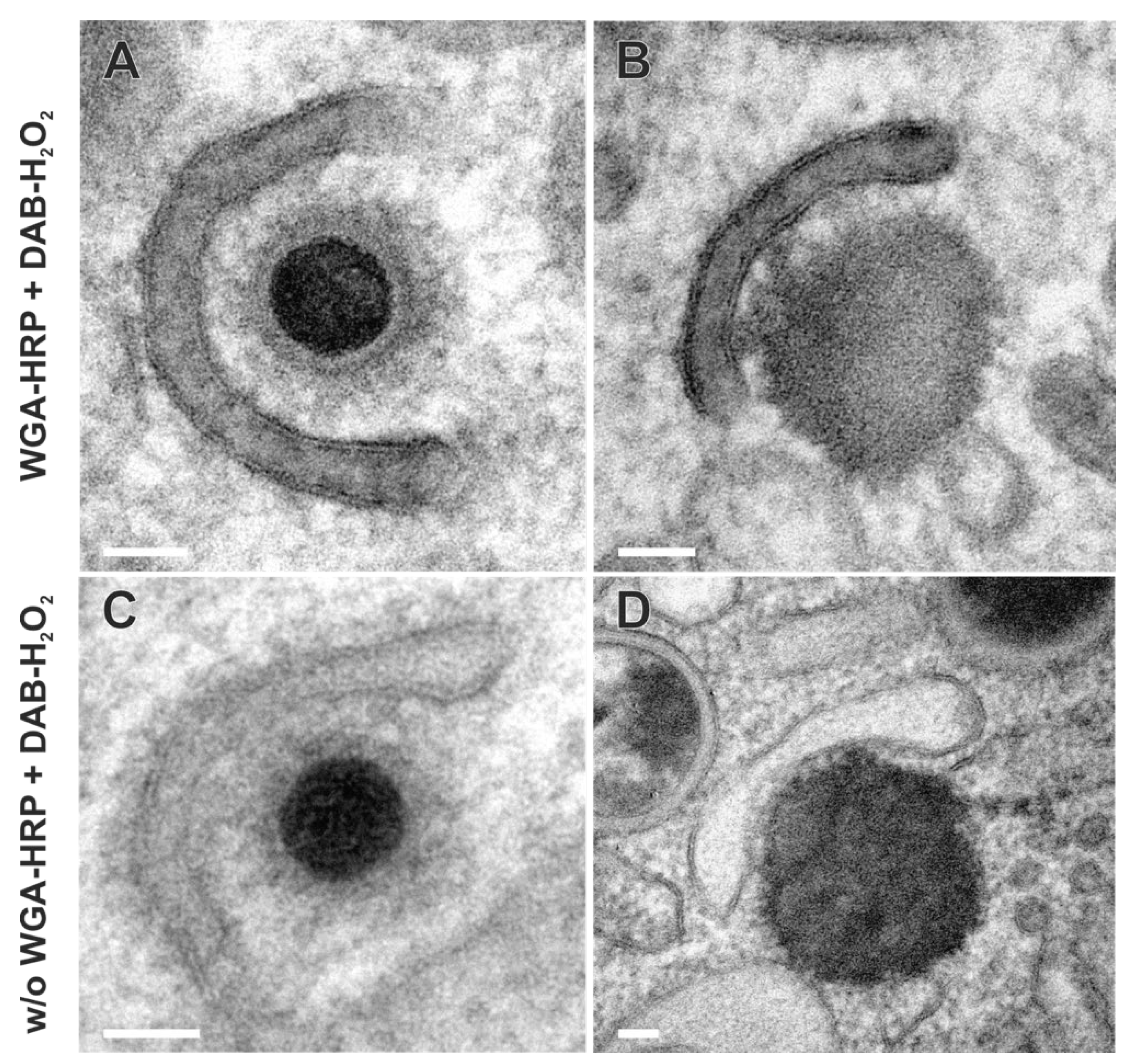 Preprints 116083 g007