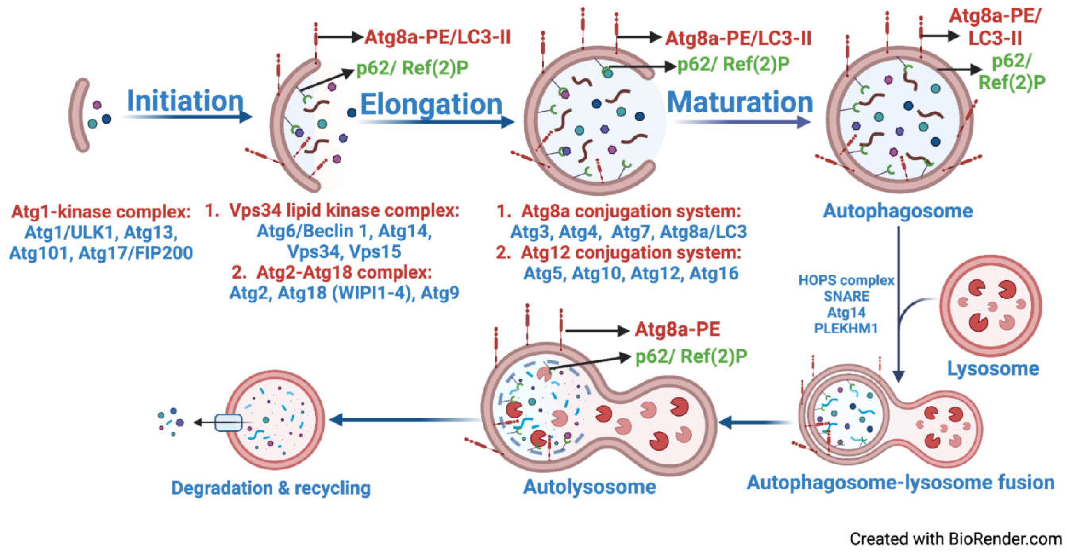 Preprints 102742 g001