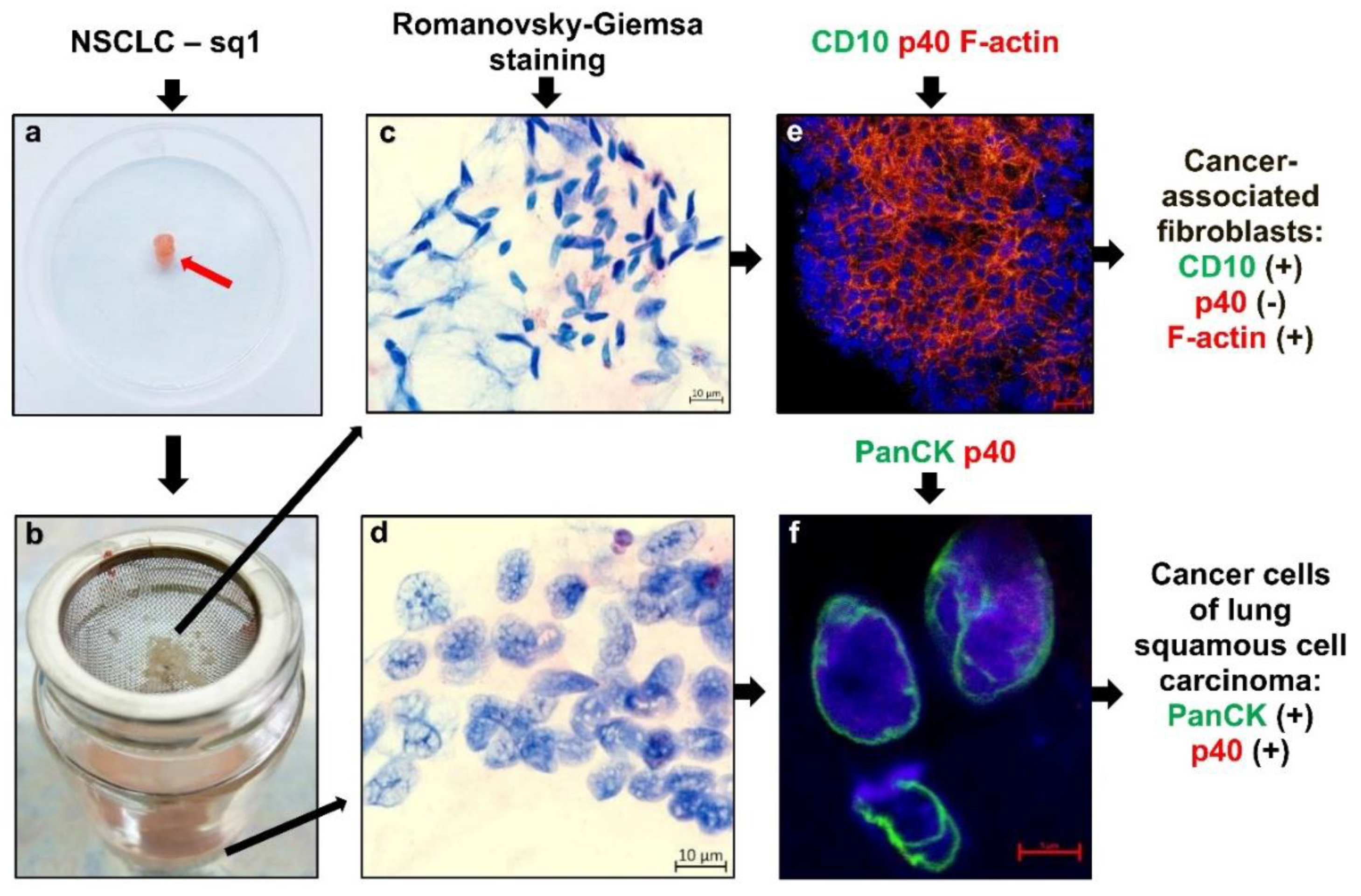 Preprints 108907 g001