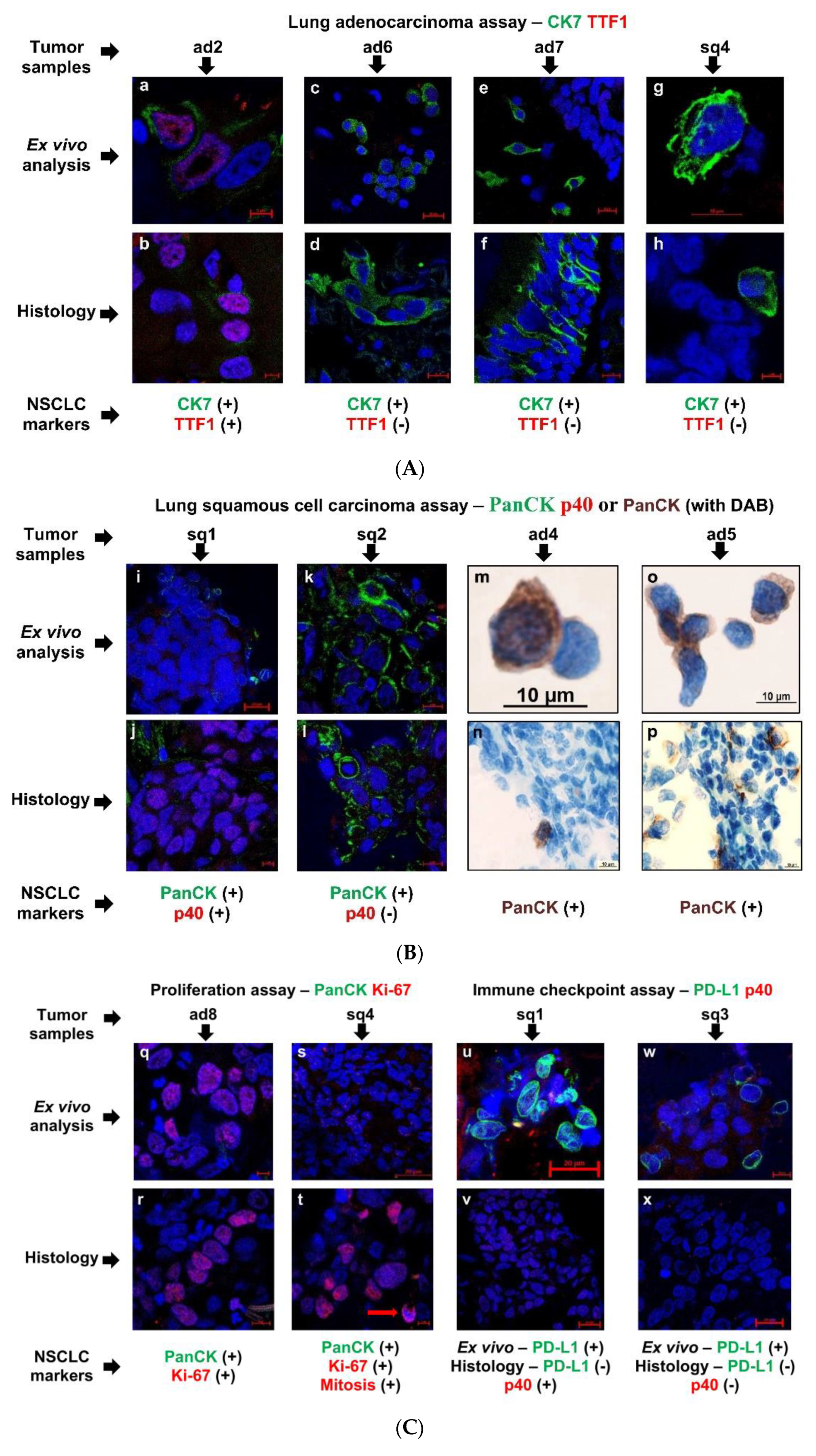 Preprints 108907 g003