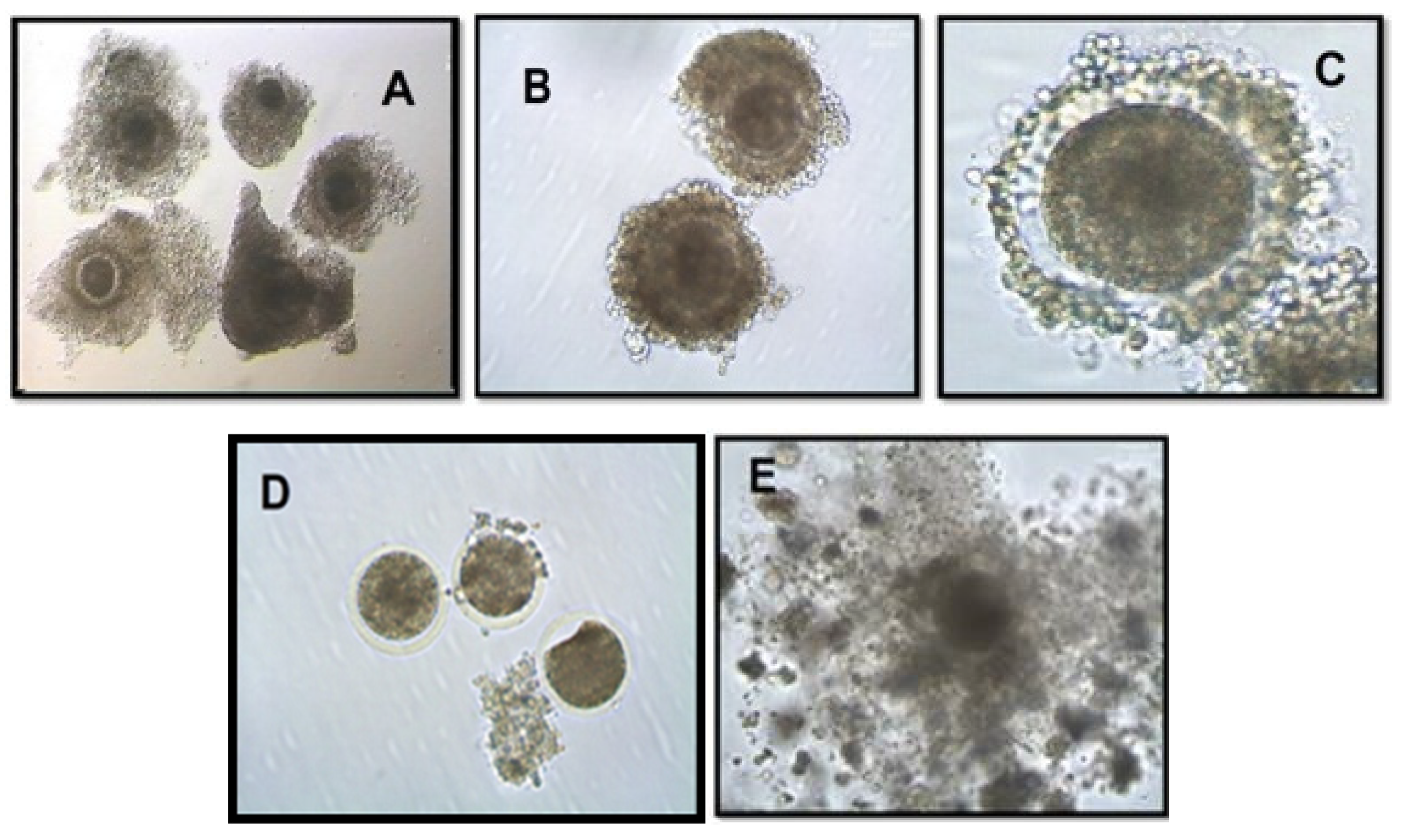 Preprints 114876 g001