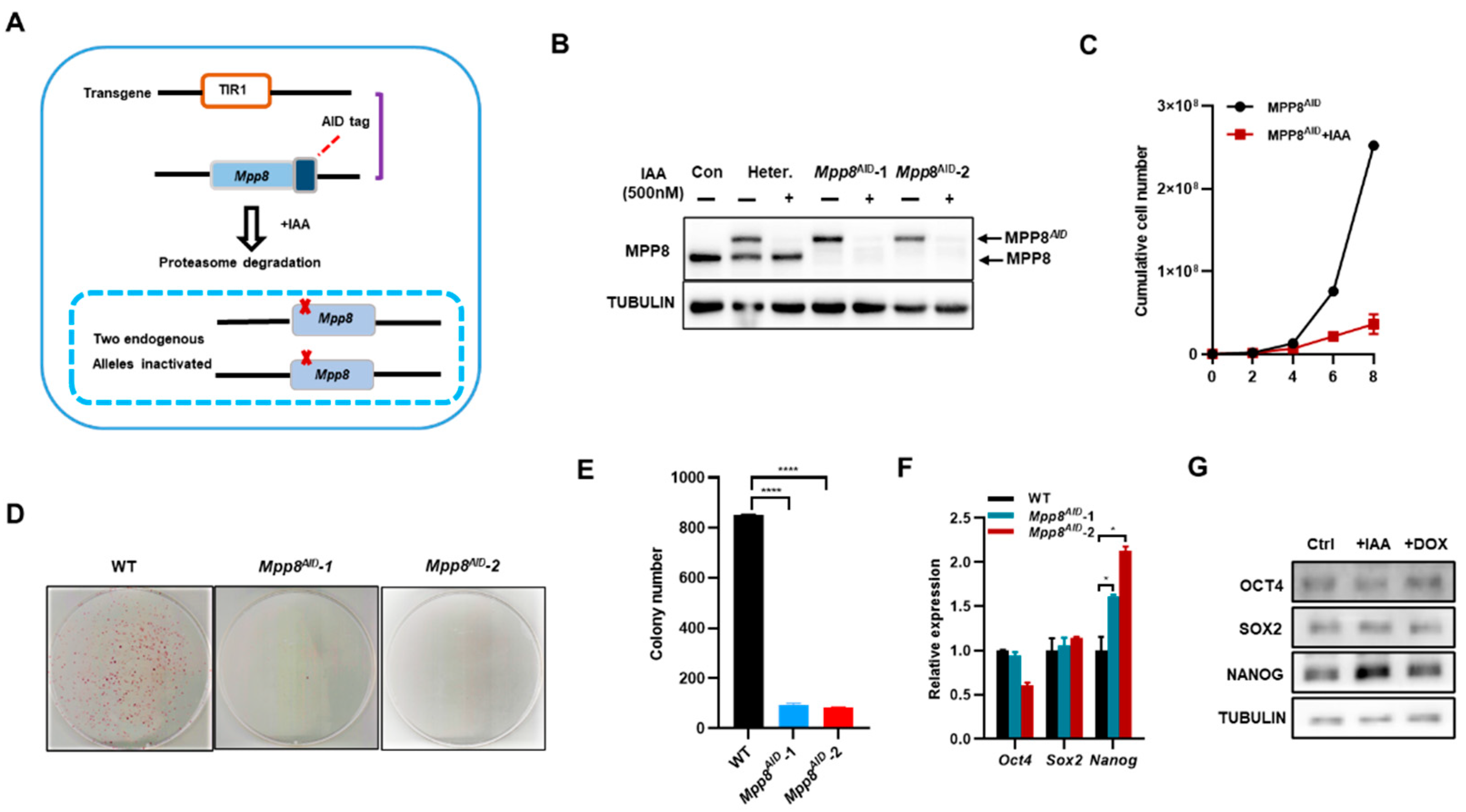 Preprints 78857 g001