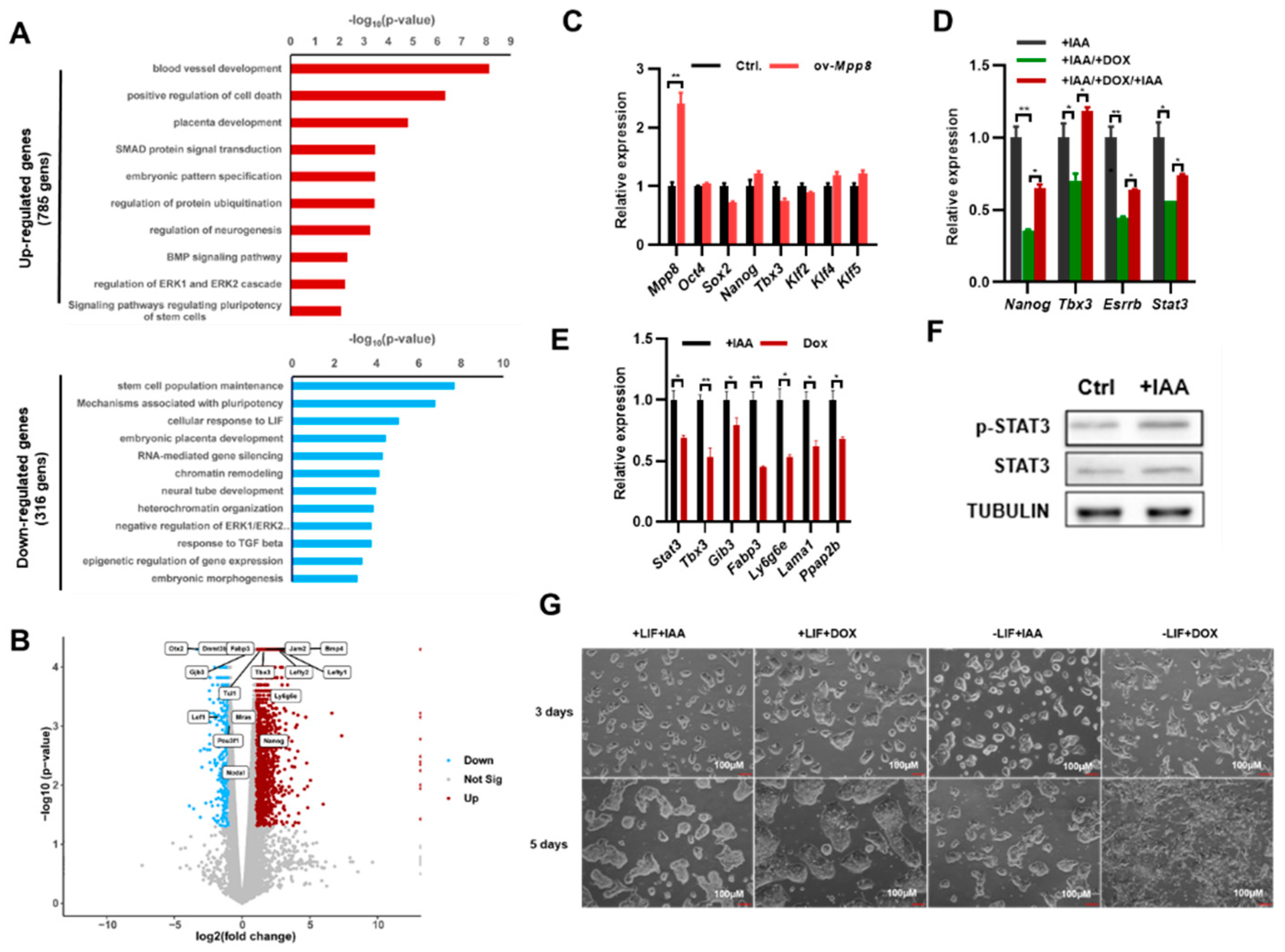 Preprints 78857 g002