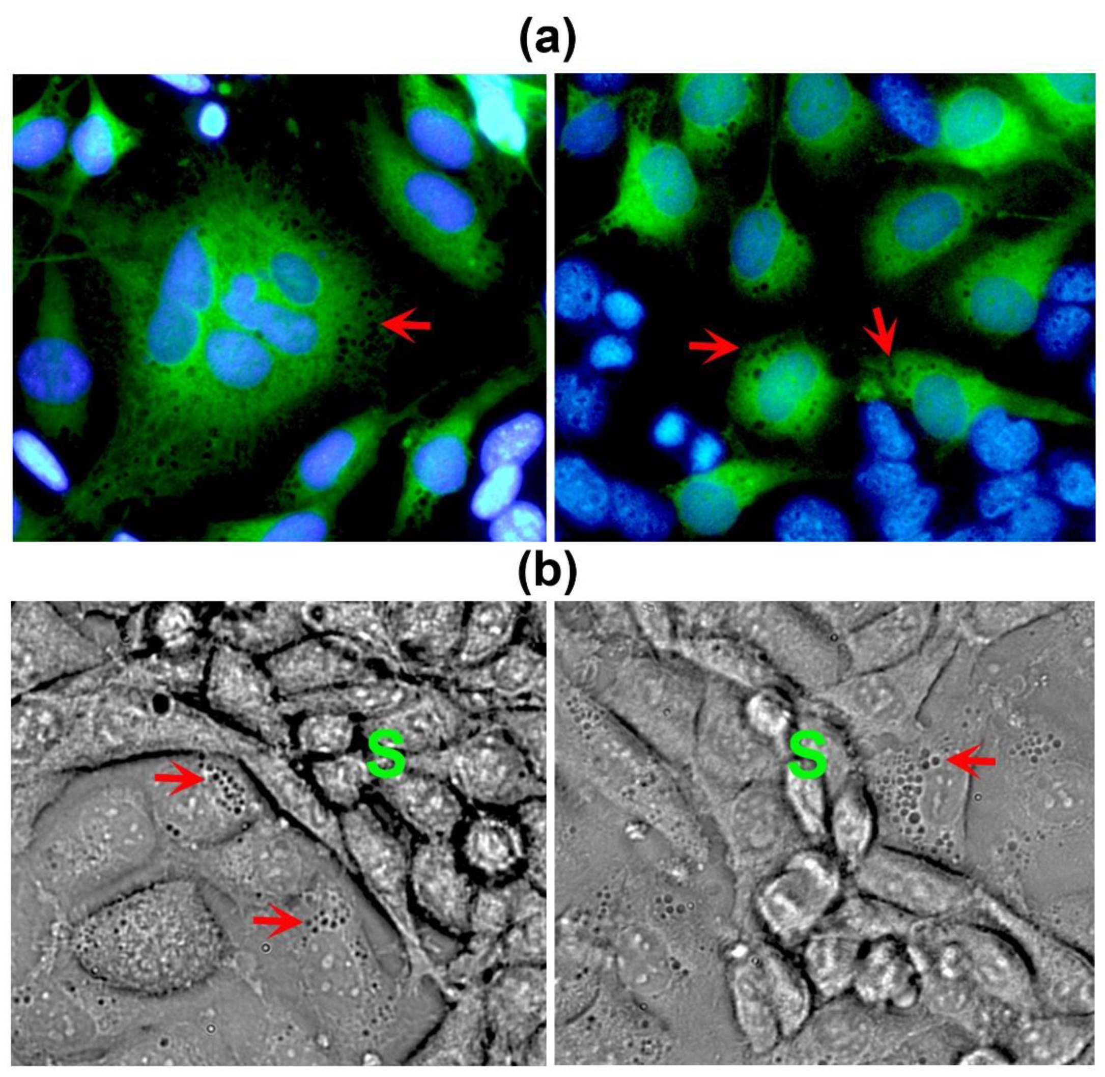 Preprints 79750 g003