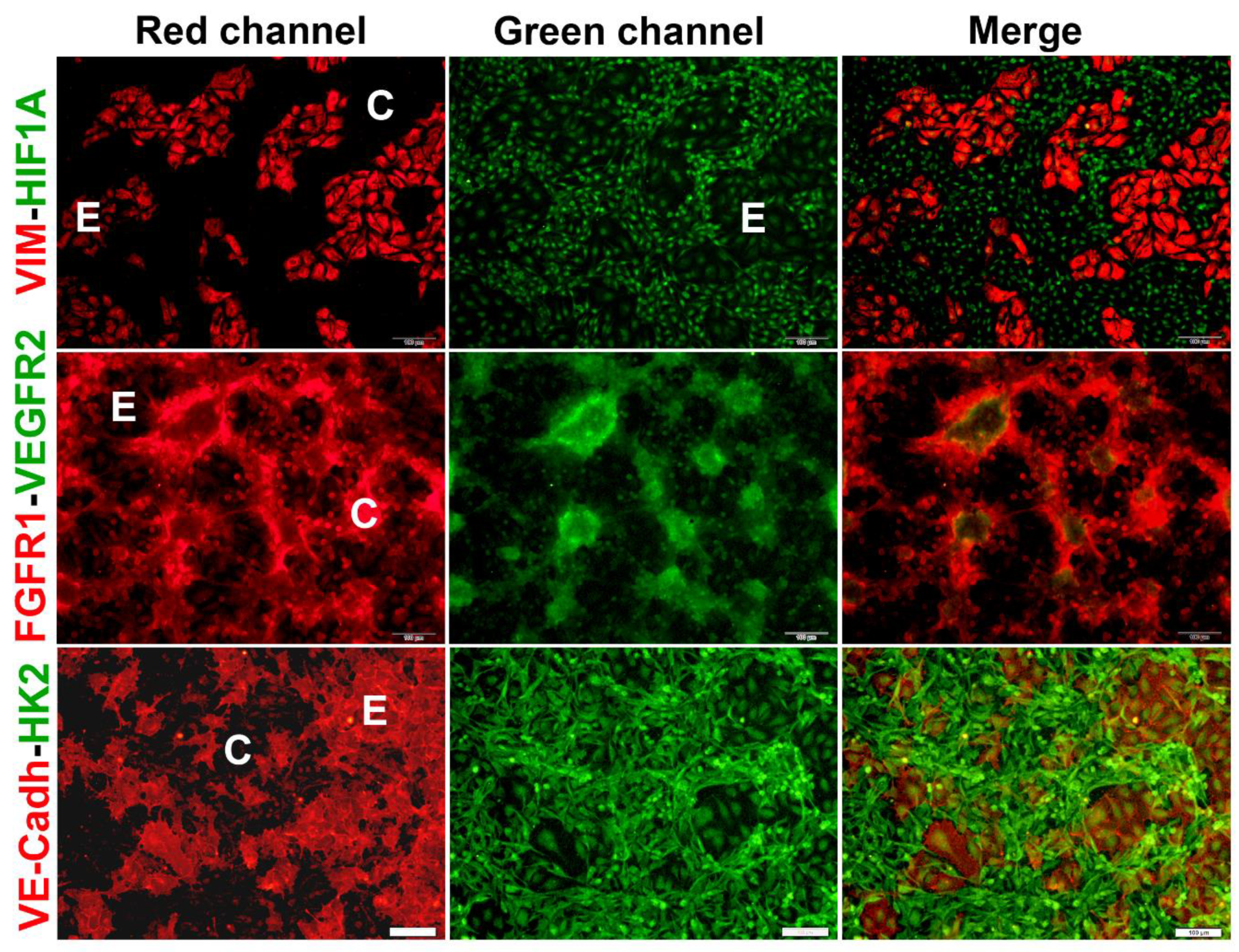 Preprints 79750 g004