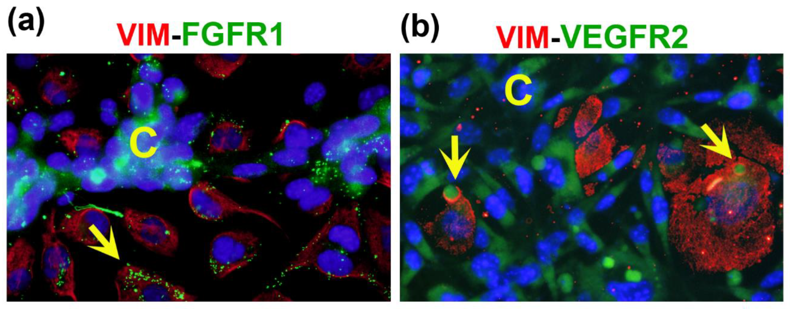 Preprints 79750 g005