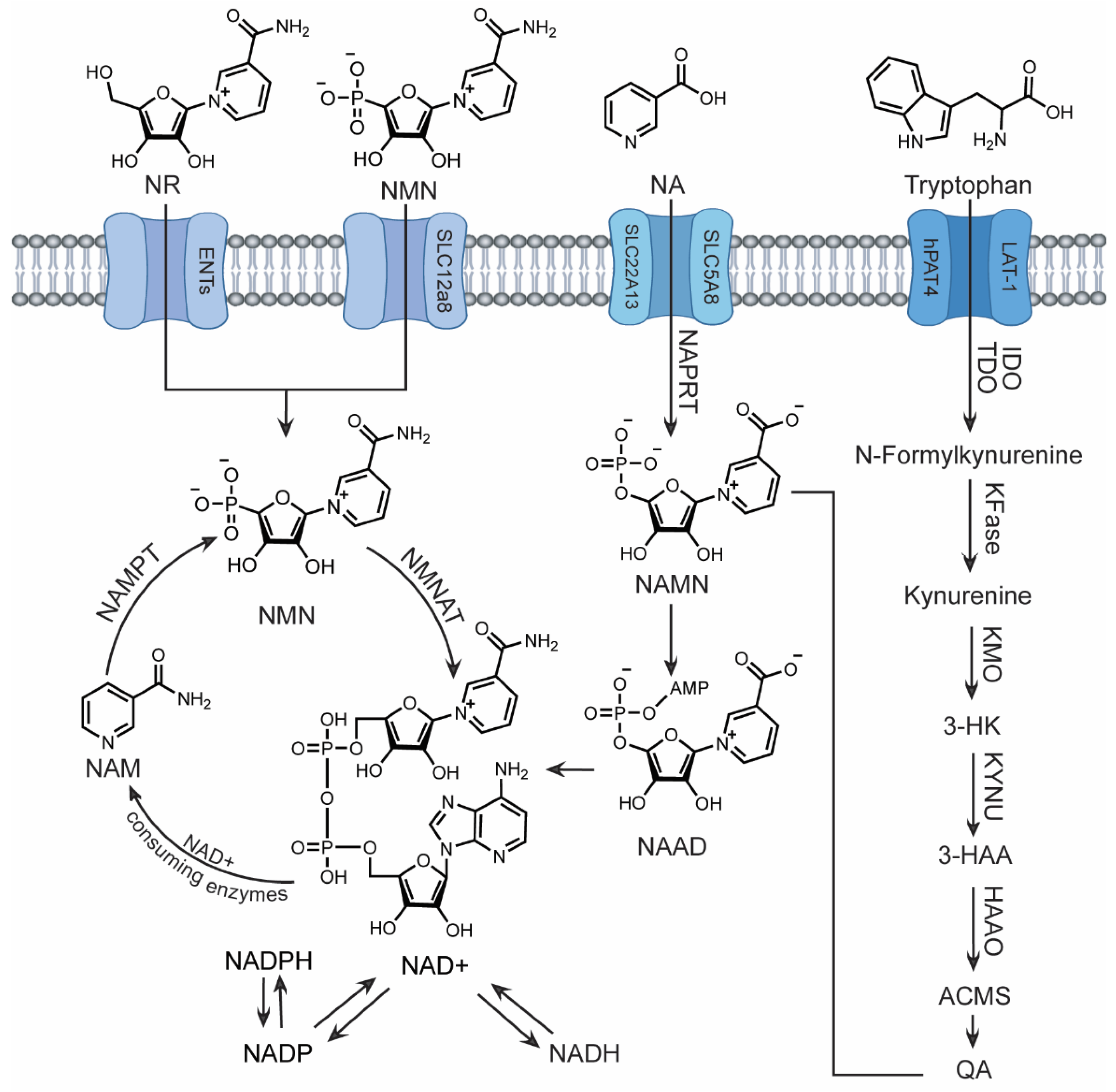 Preprints 102437 g001