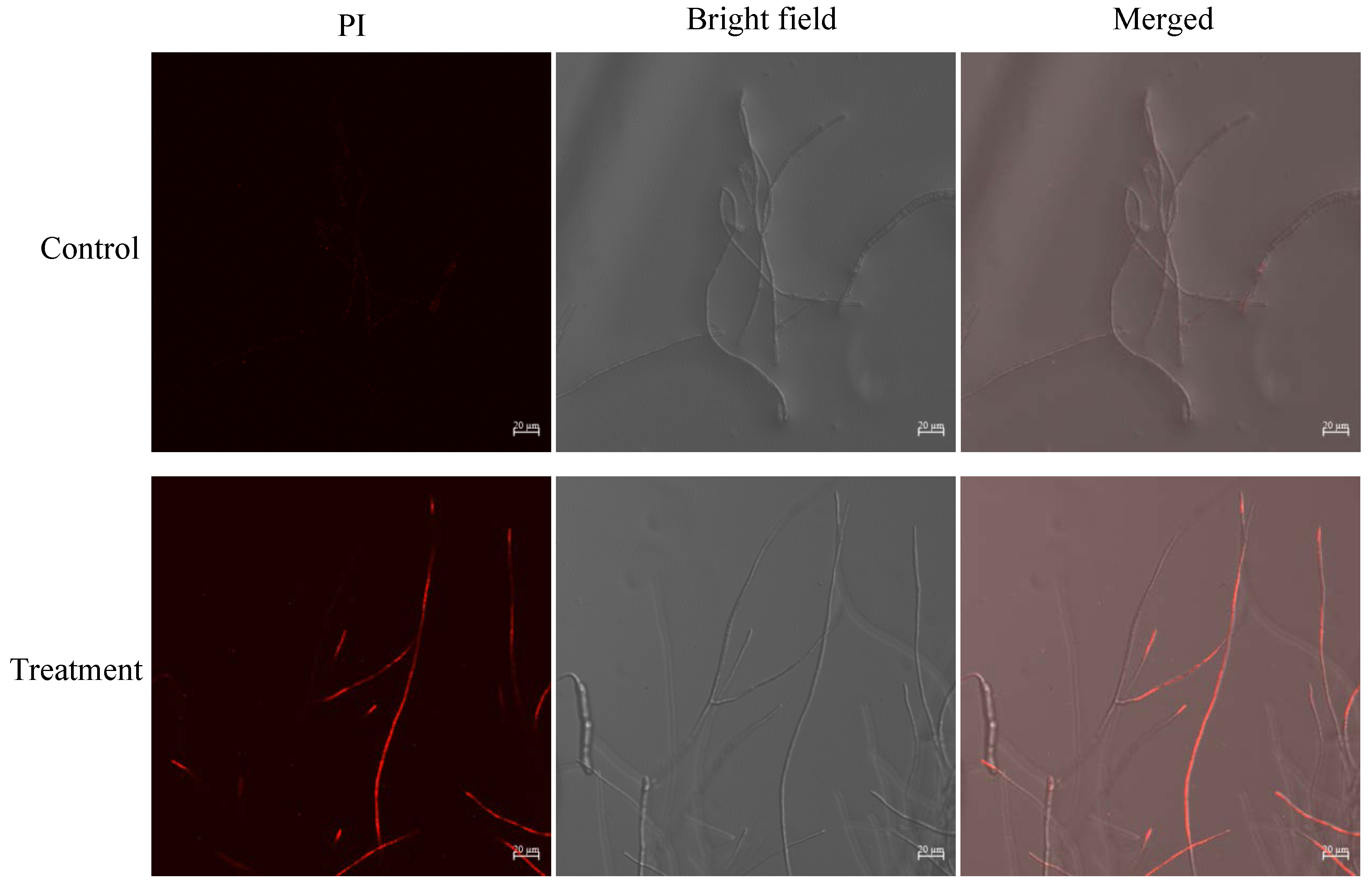 Preprints 67331 g005