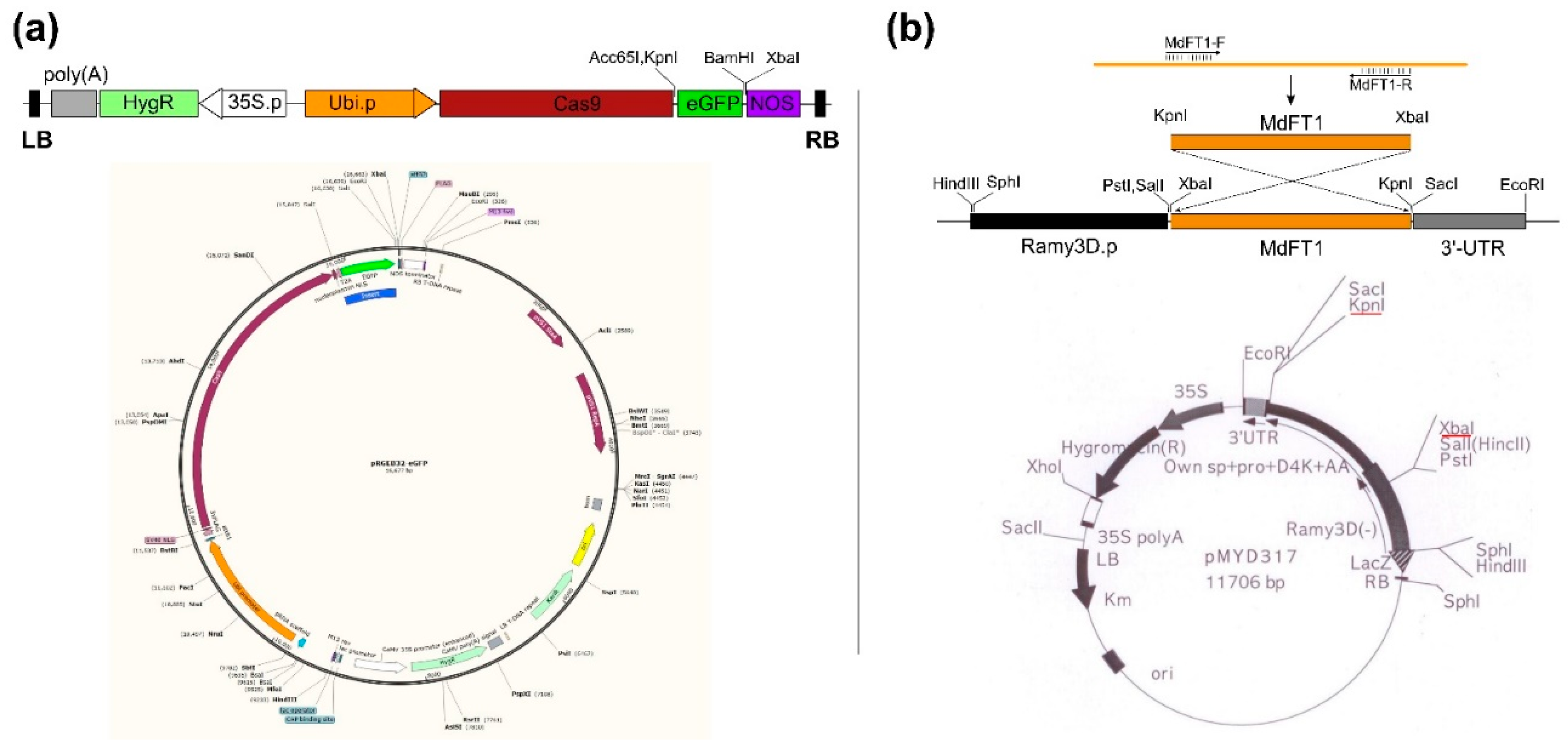 Preprints 116660 g001