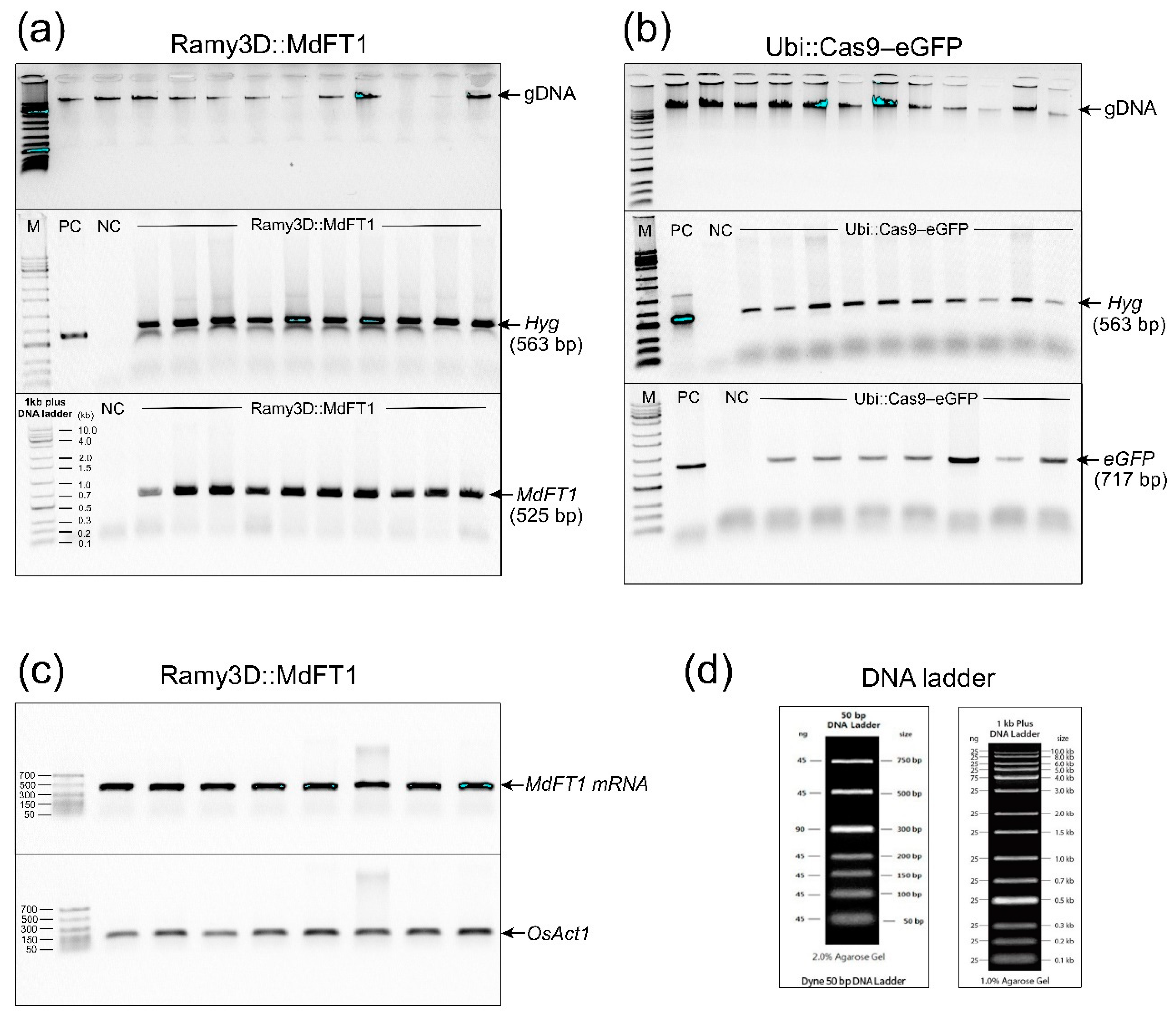 Preprints 116660 g003