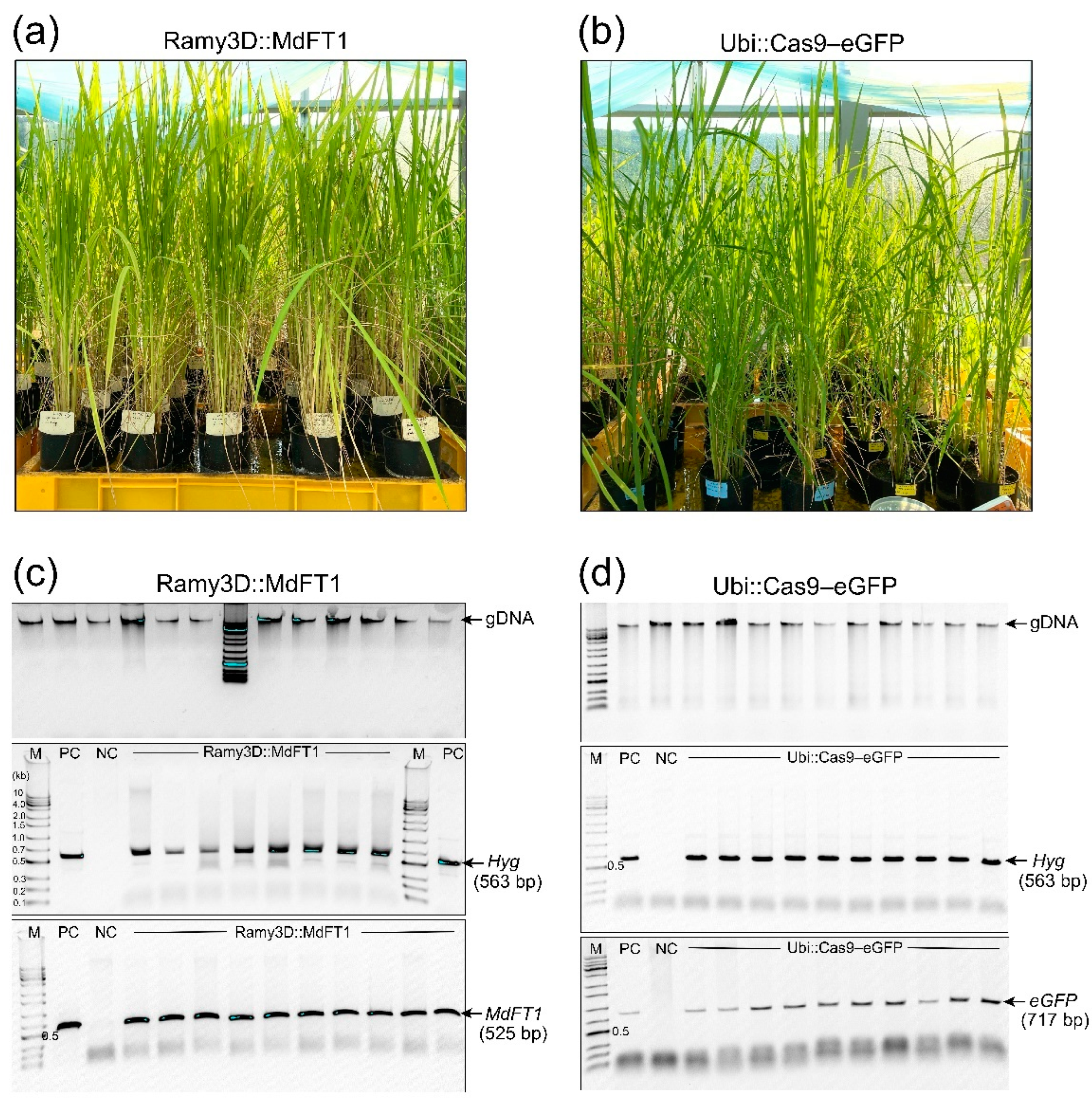 Preprints 116660 g004