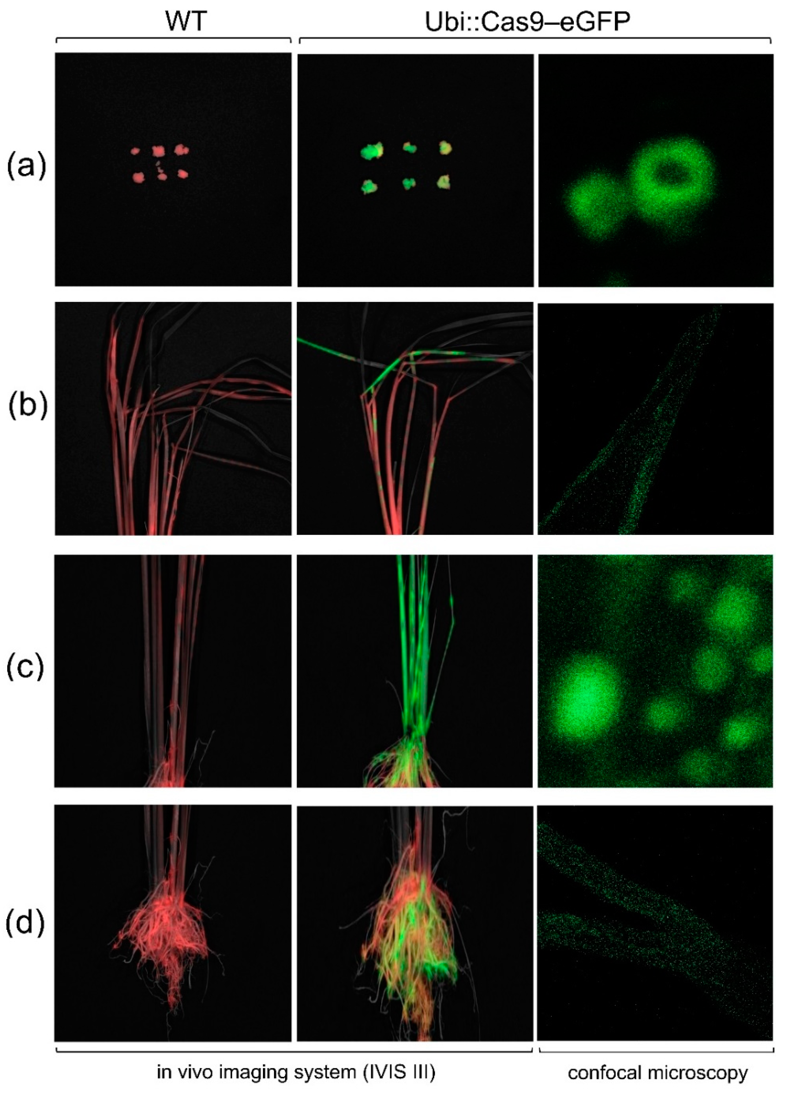 Preprints 116660 g005