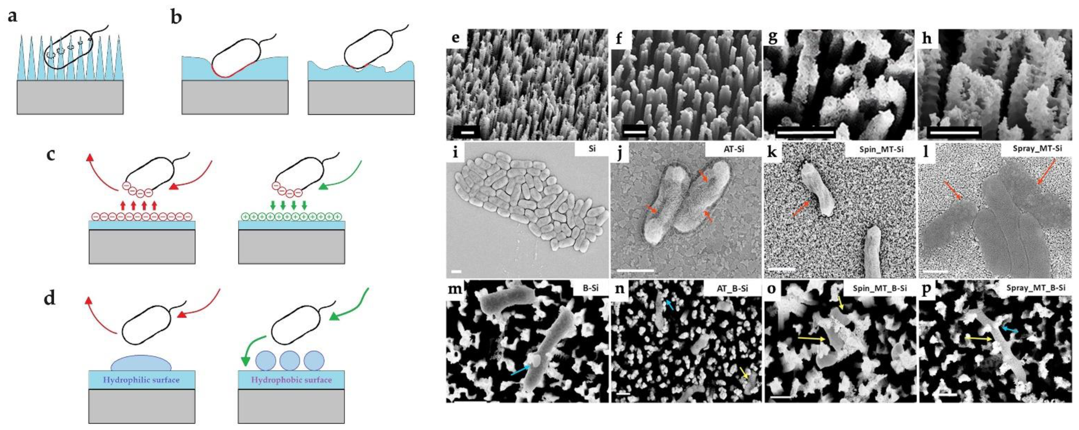 Preprints 88173 g005