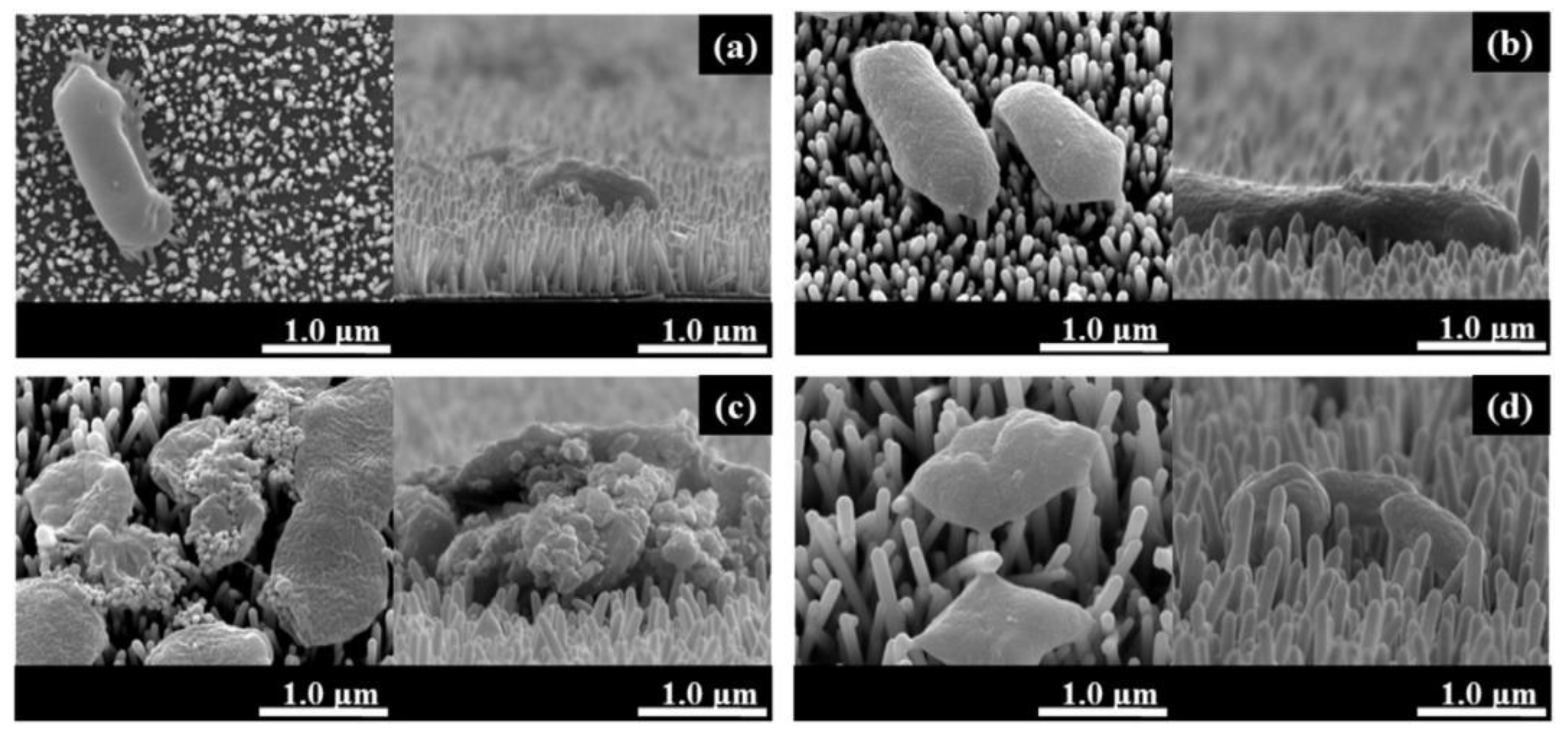 Preprints 88173 g010