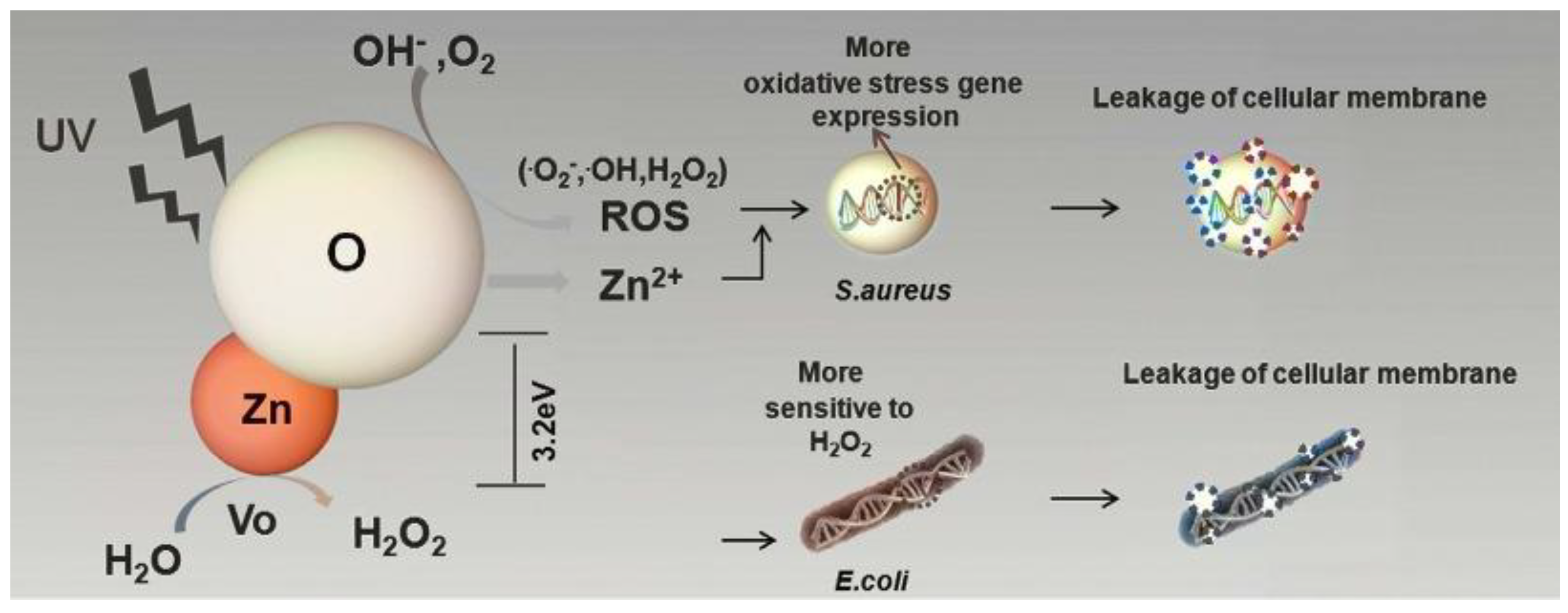 Preprints 88173 g011