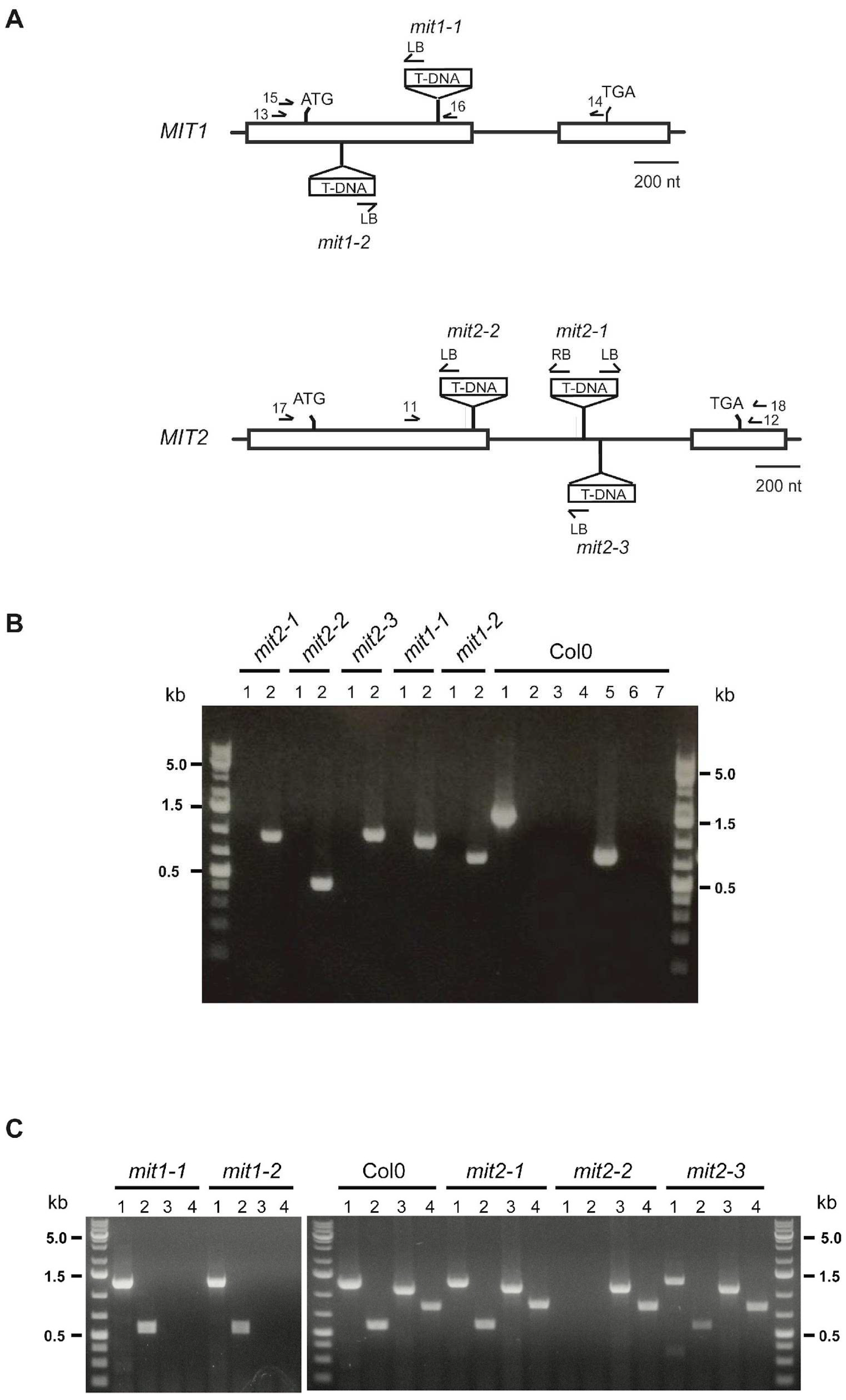 Preprints 67042 g001