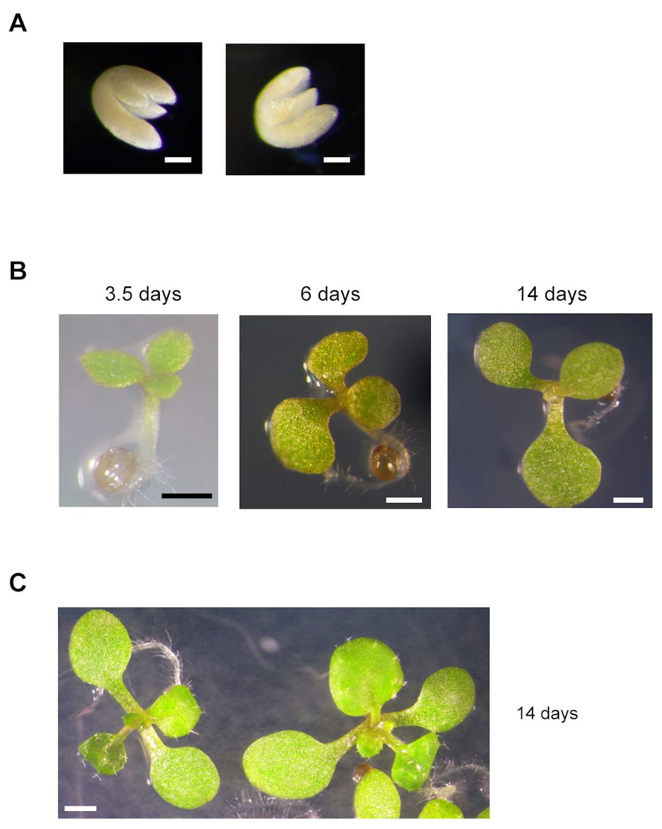 Preprints 67042 g003