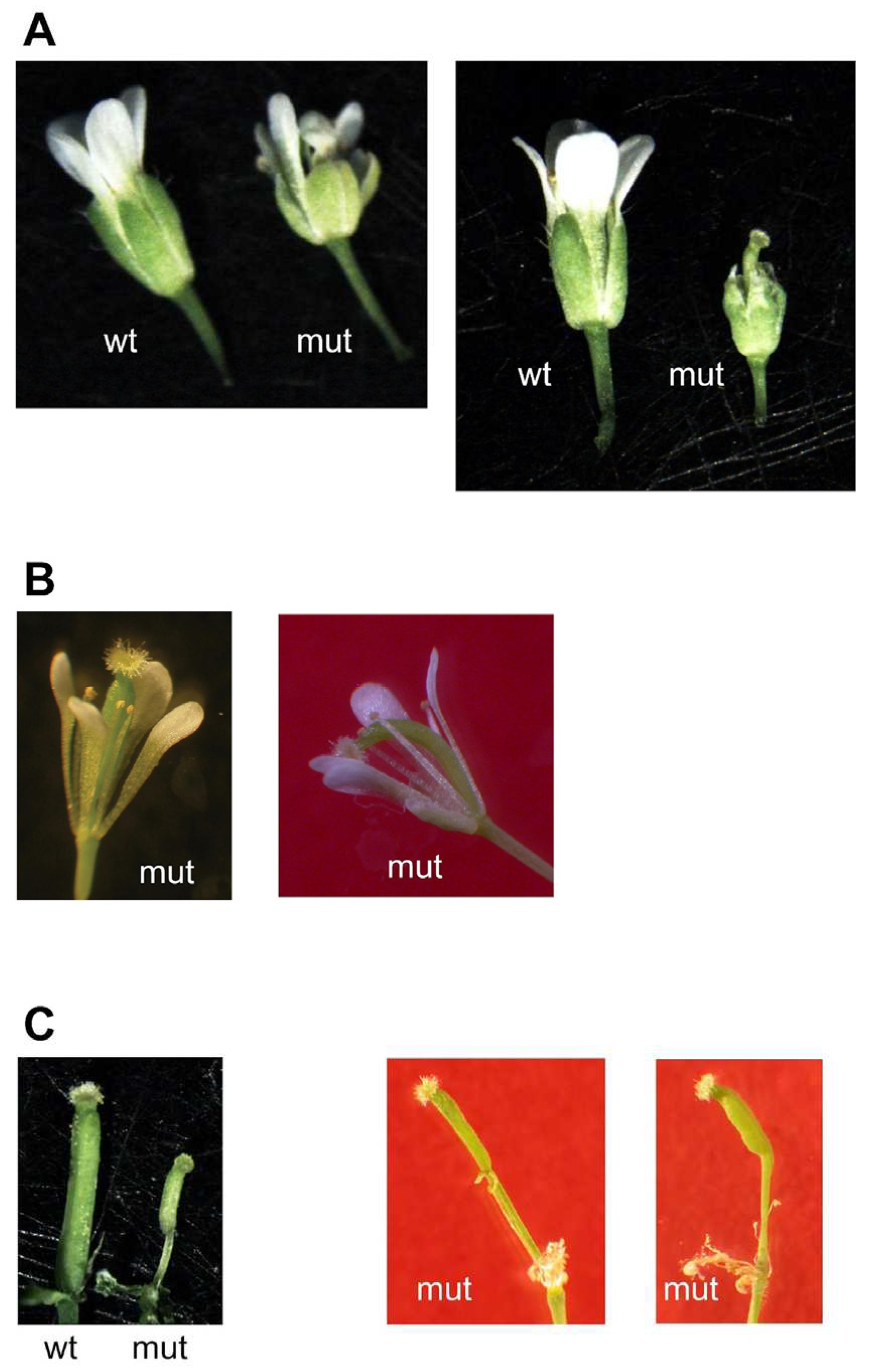 Preprints 67042 g006