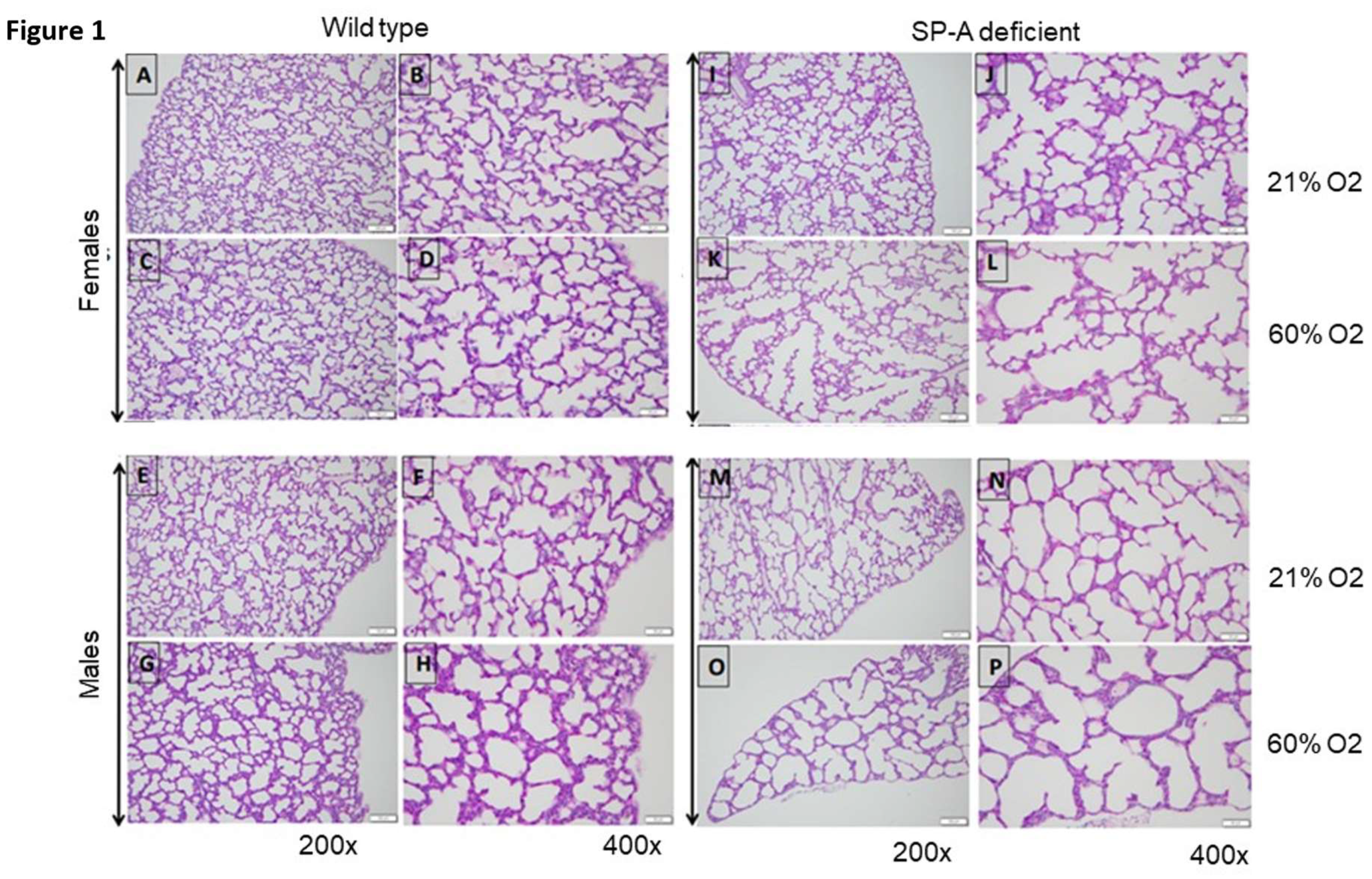 Preprints 120005 g001