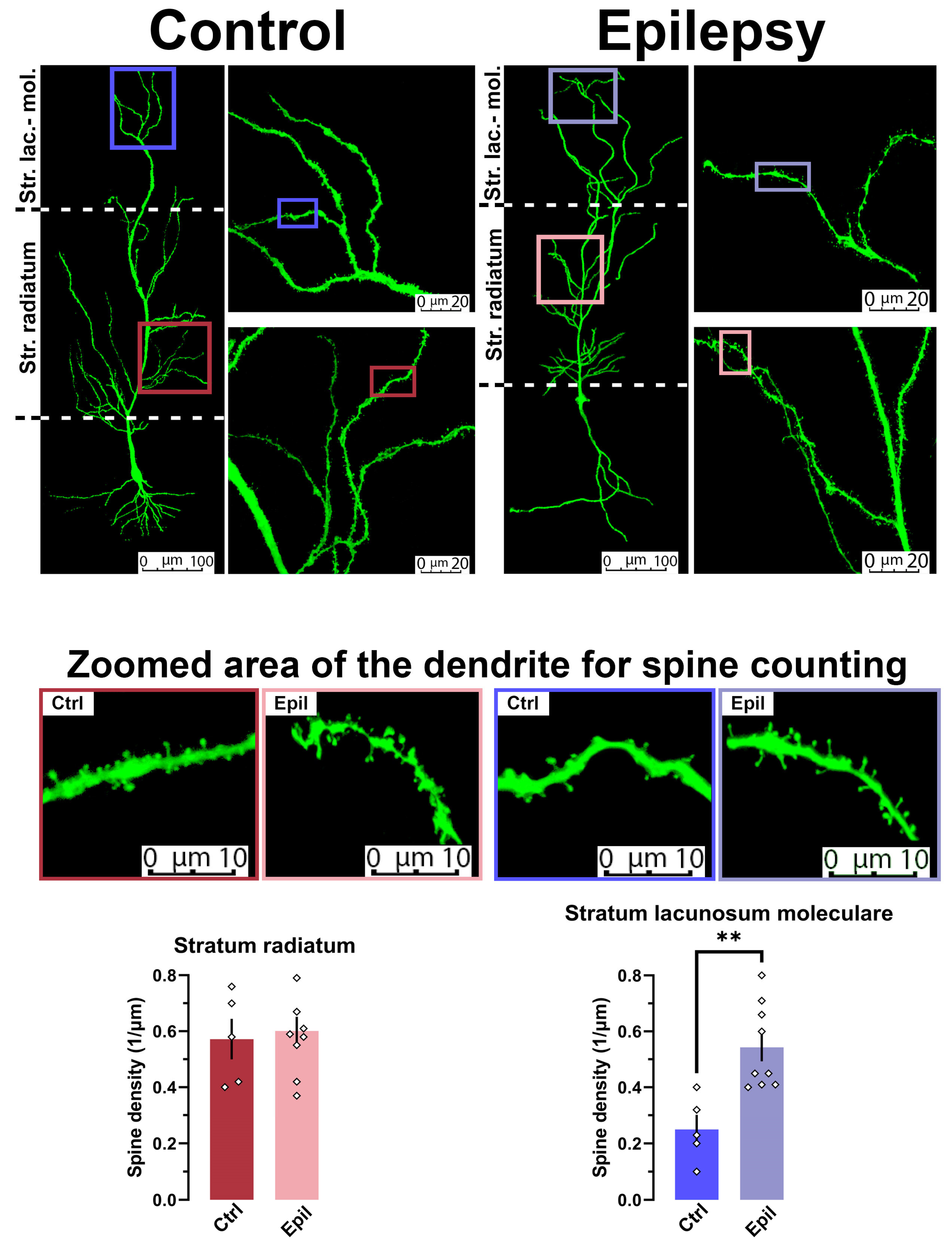 Preprints 109985 g005