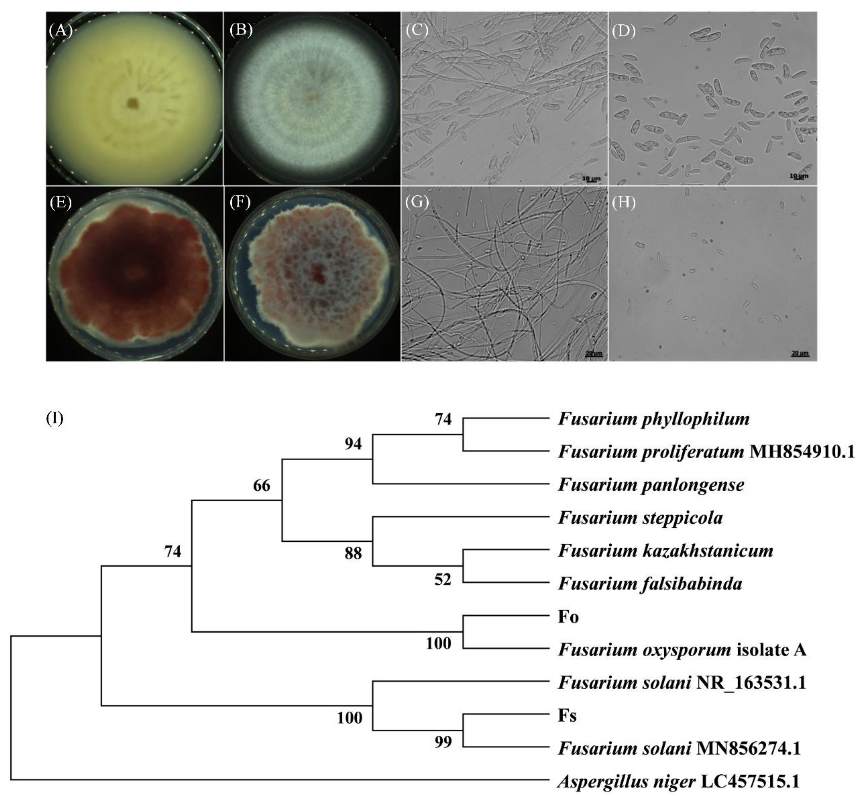 Preprints 90339 g002