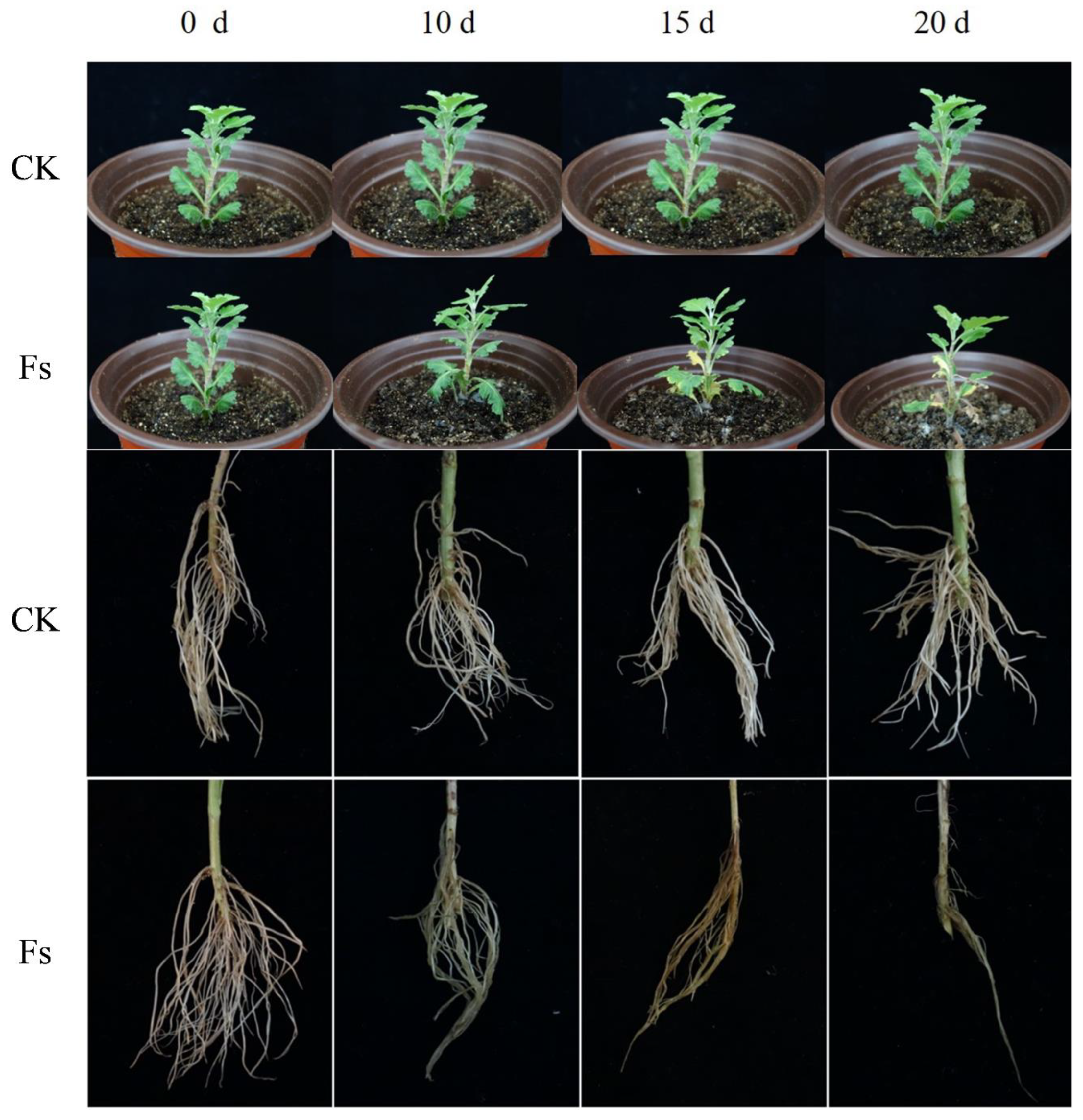 Preprints 90339 g005