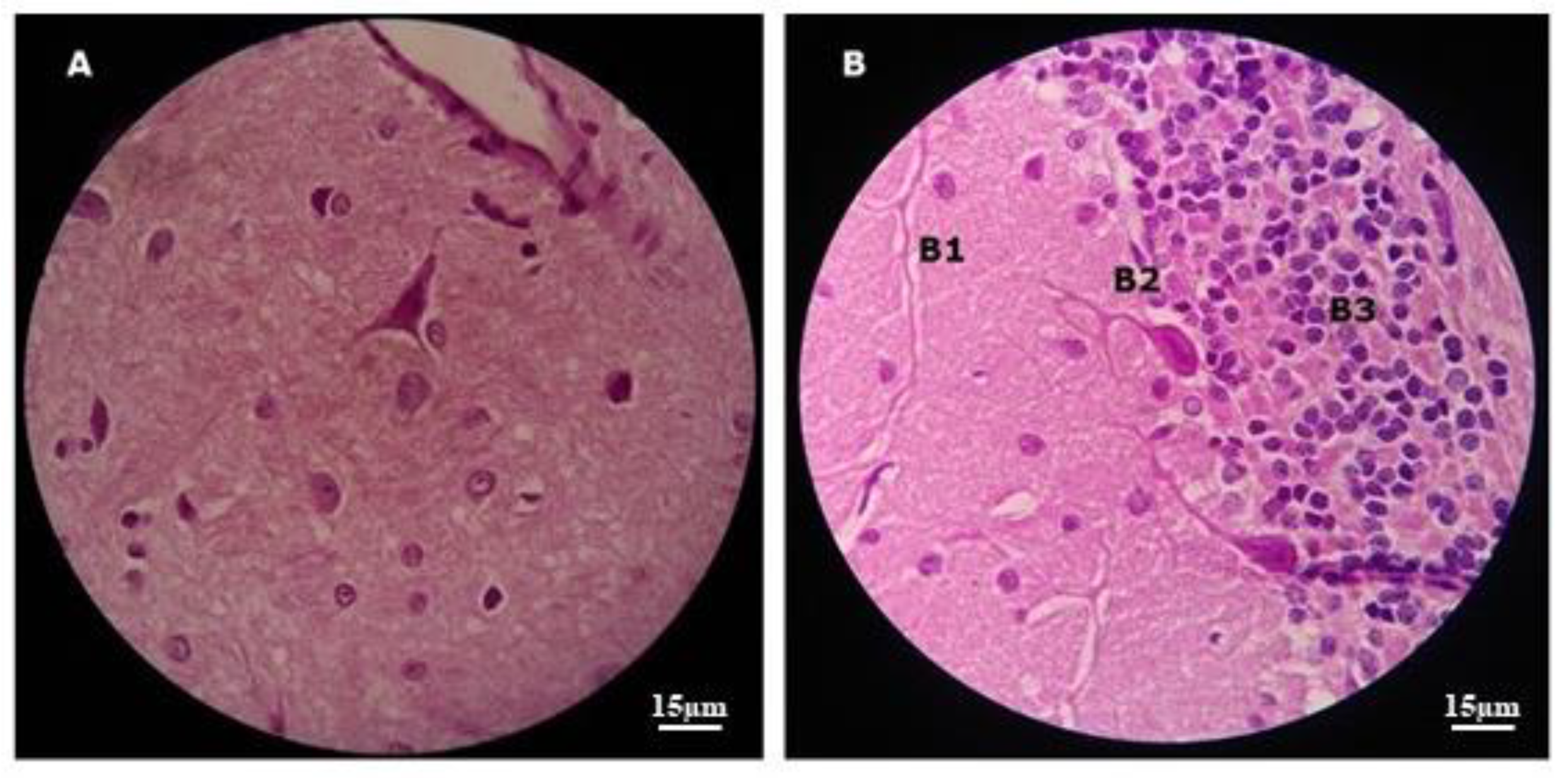 Preprints 106618 g008