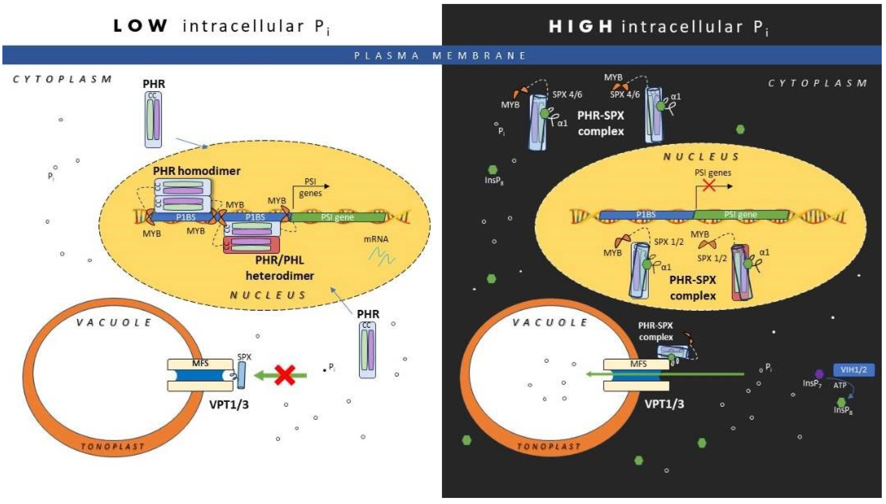 Preprints 76137 g002