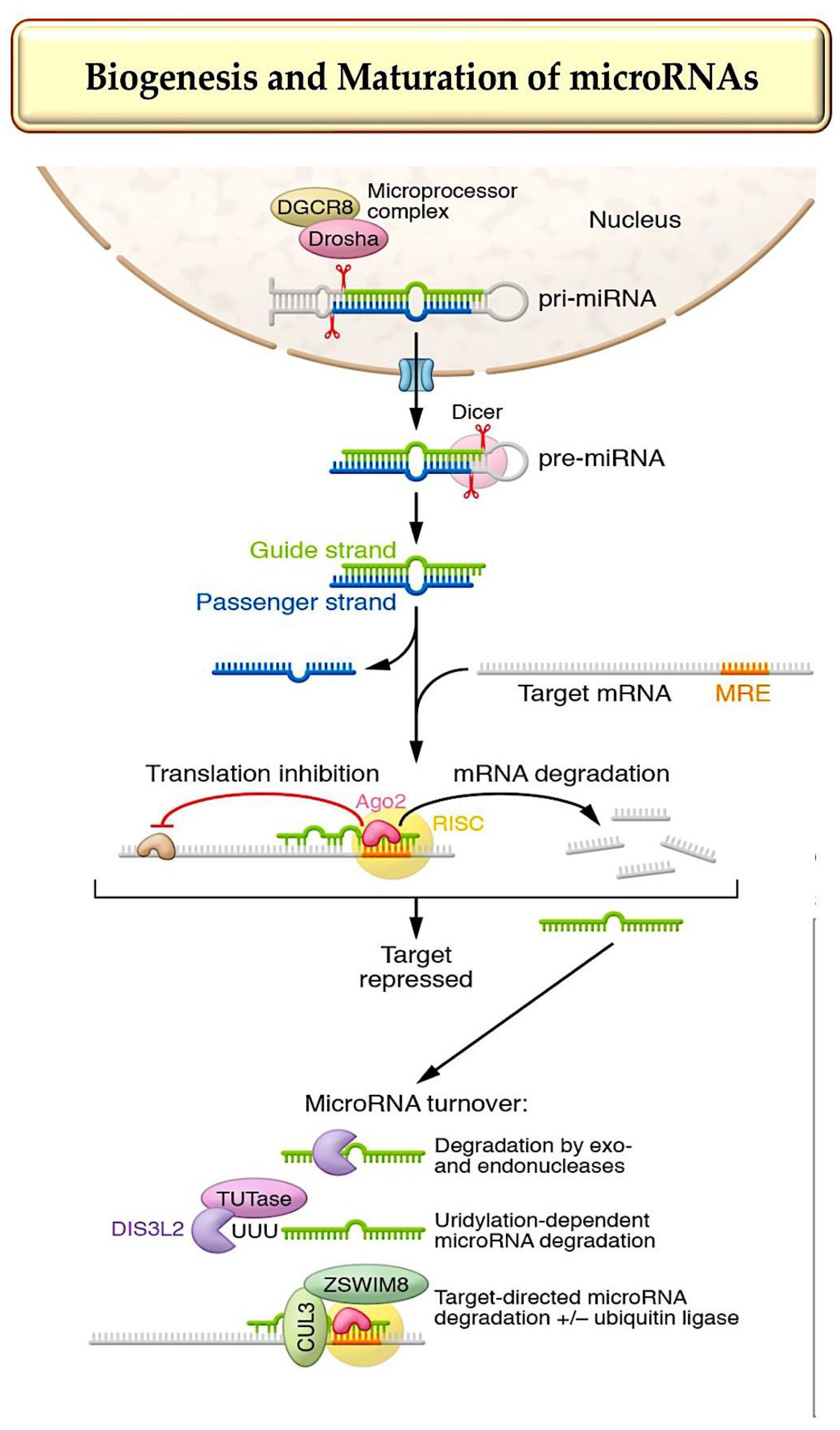 Preprints 97123 g002