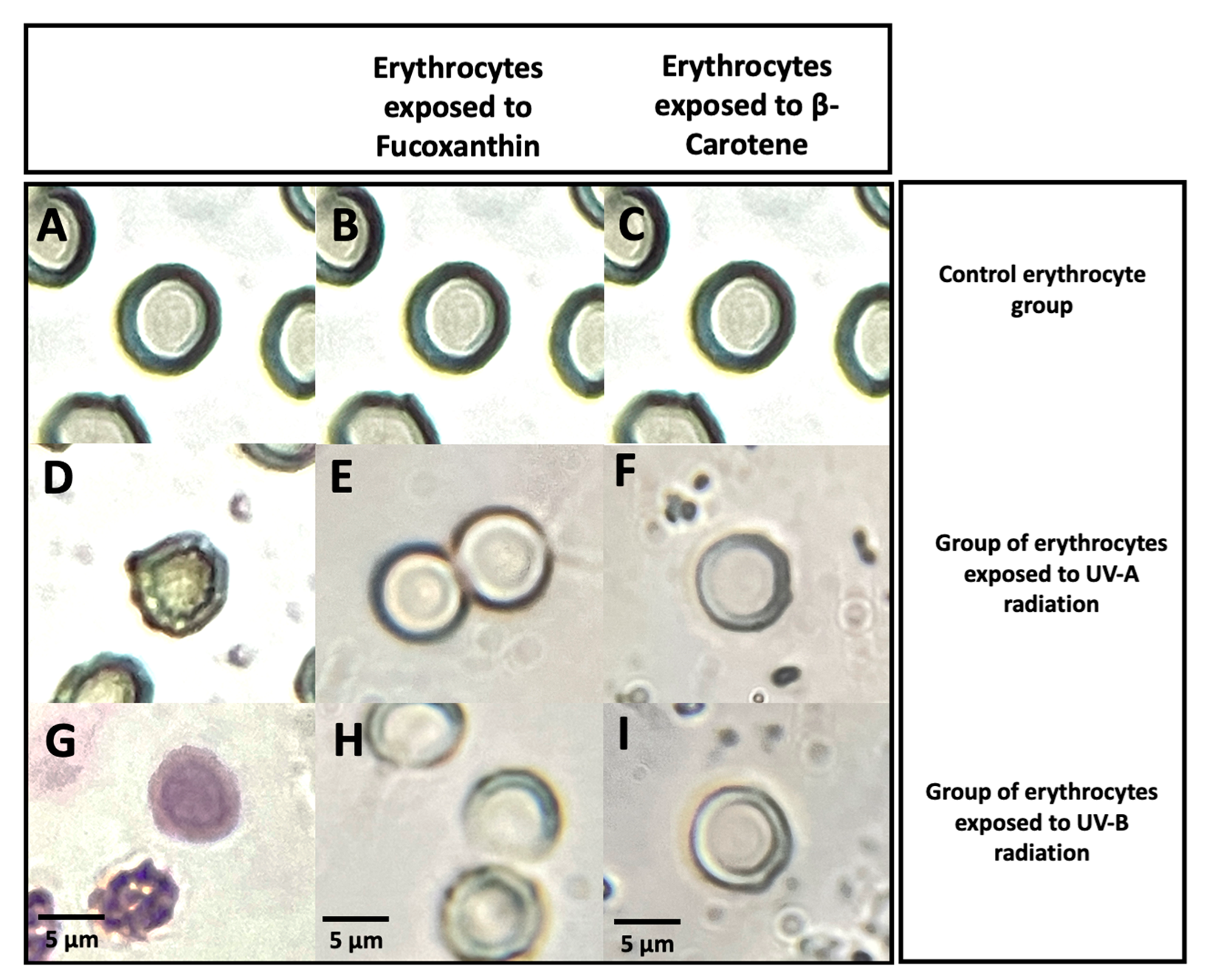 Preprints 89555 g016