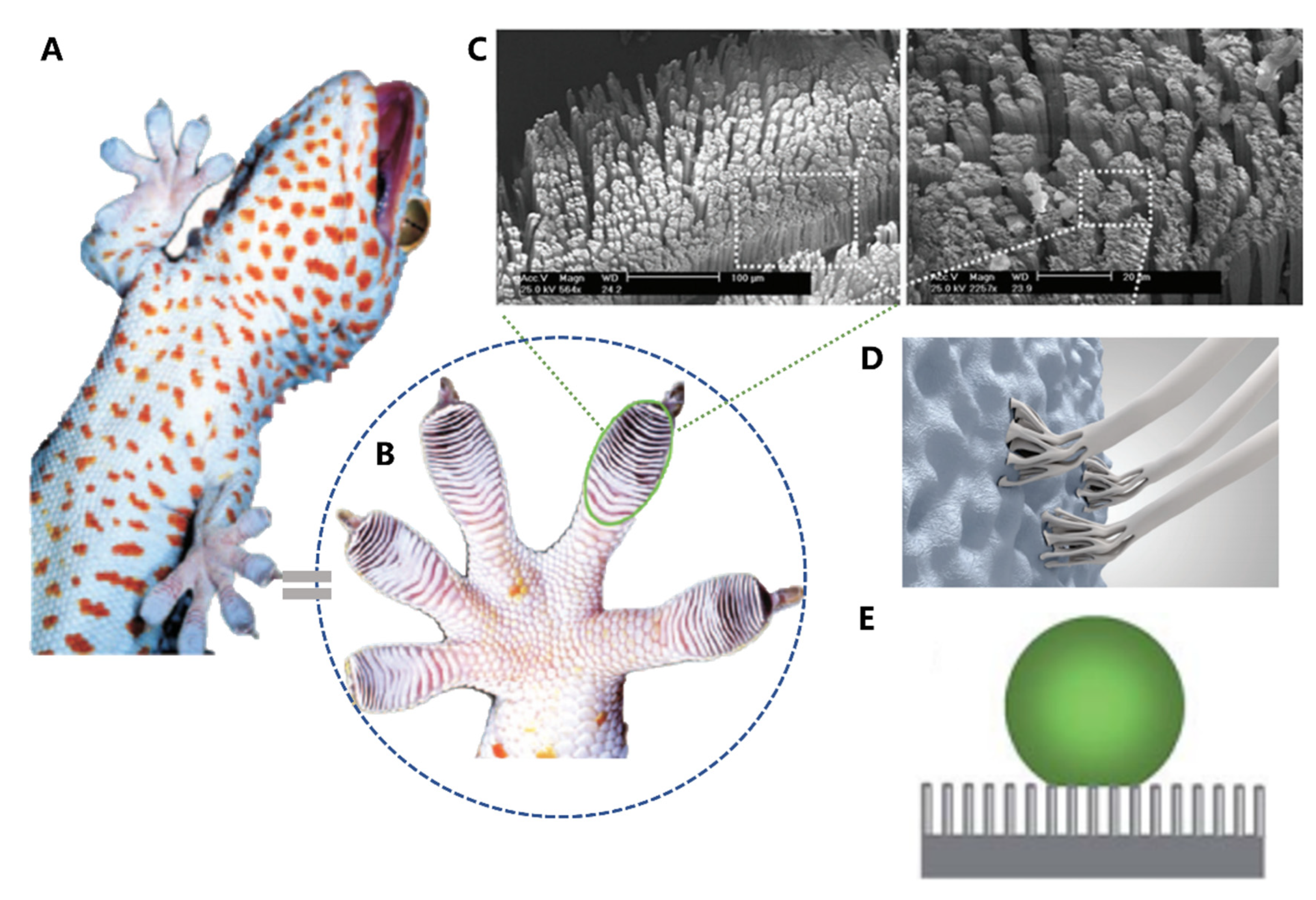 Preprints 73777 g006