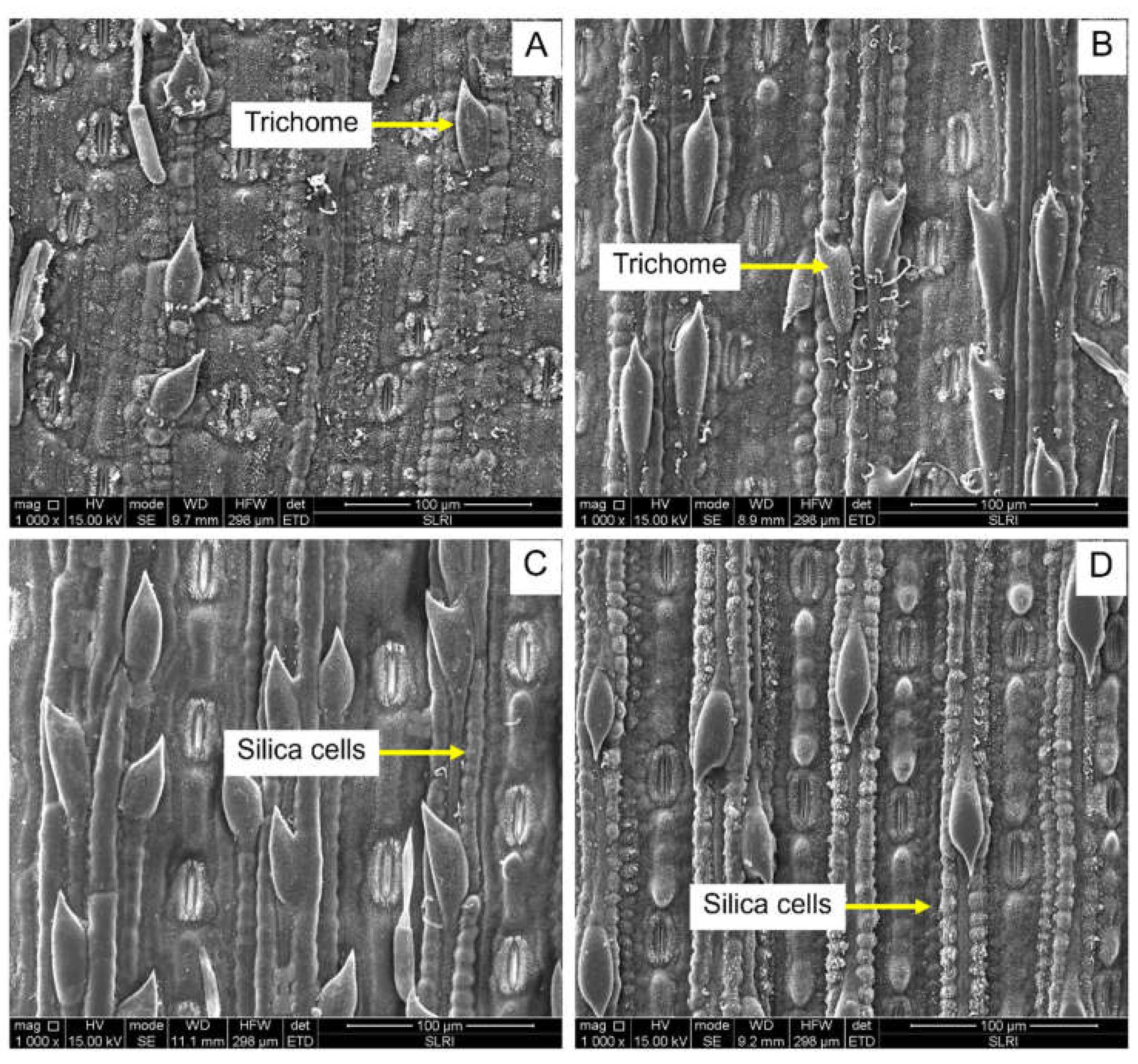 Preprints 106776 g006