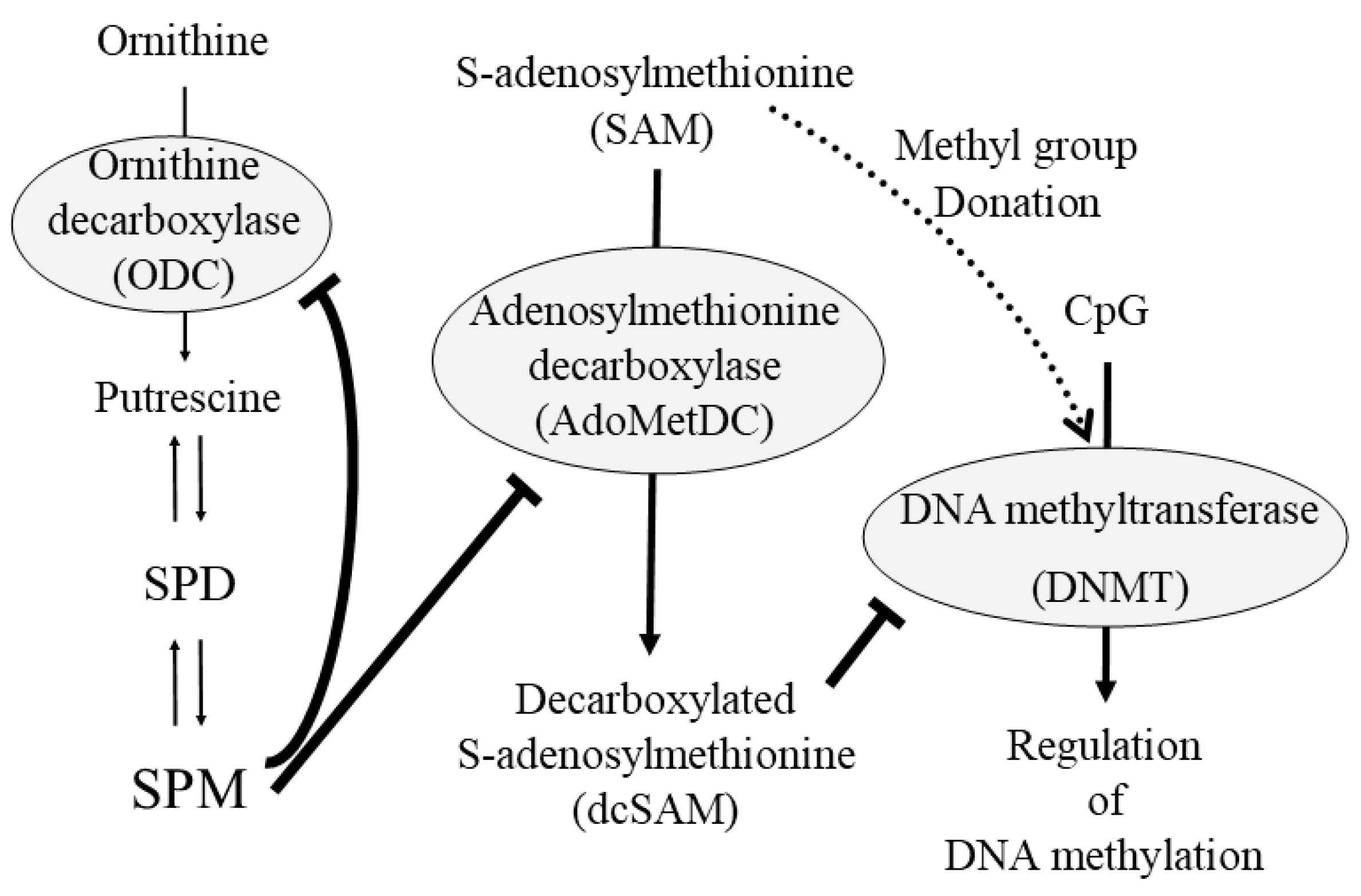 Preprints 73769 g006