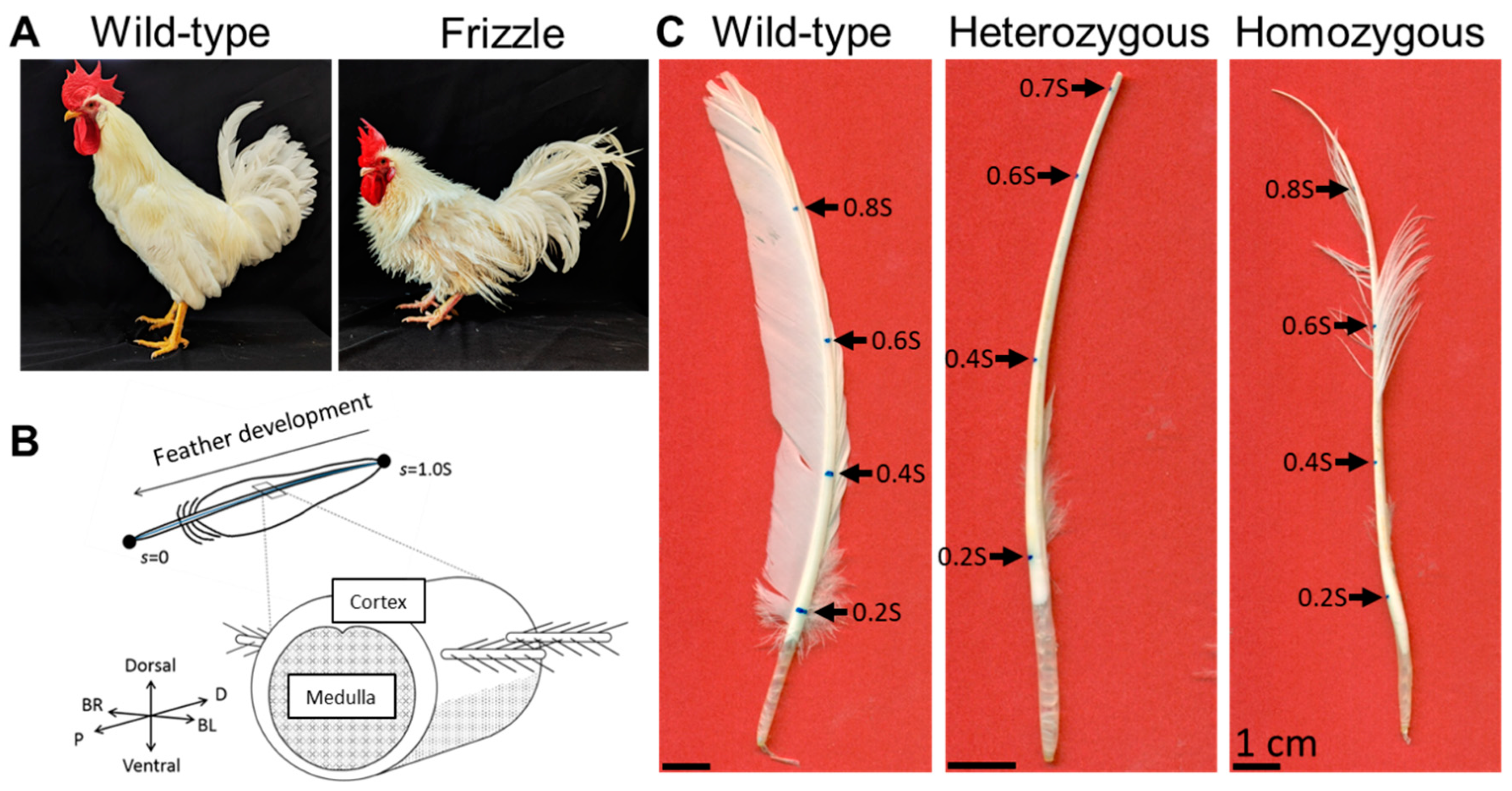 Preprints 105008 g001