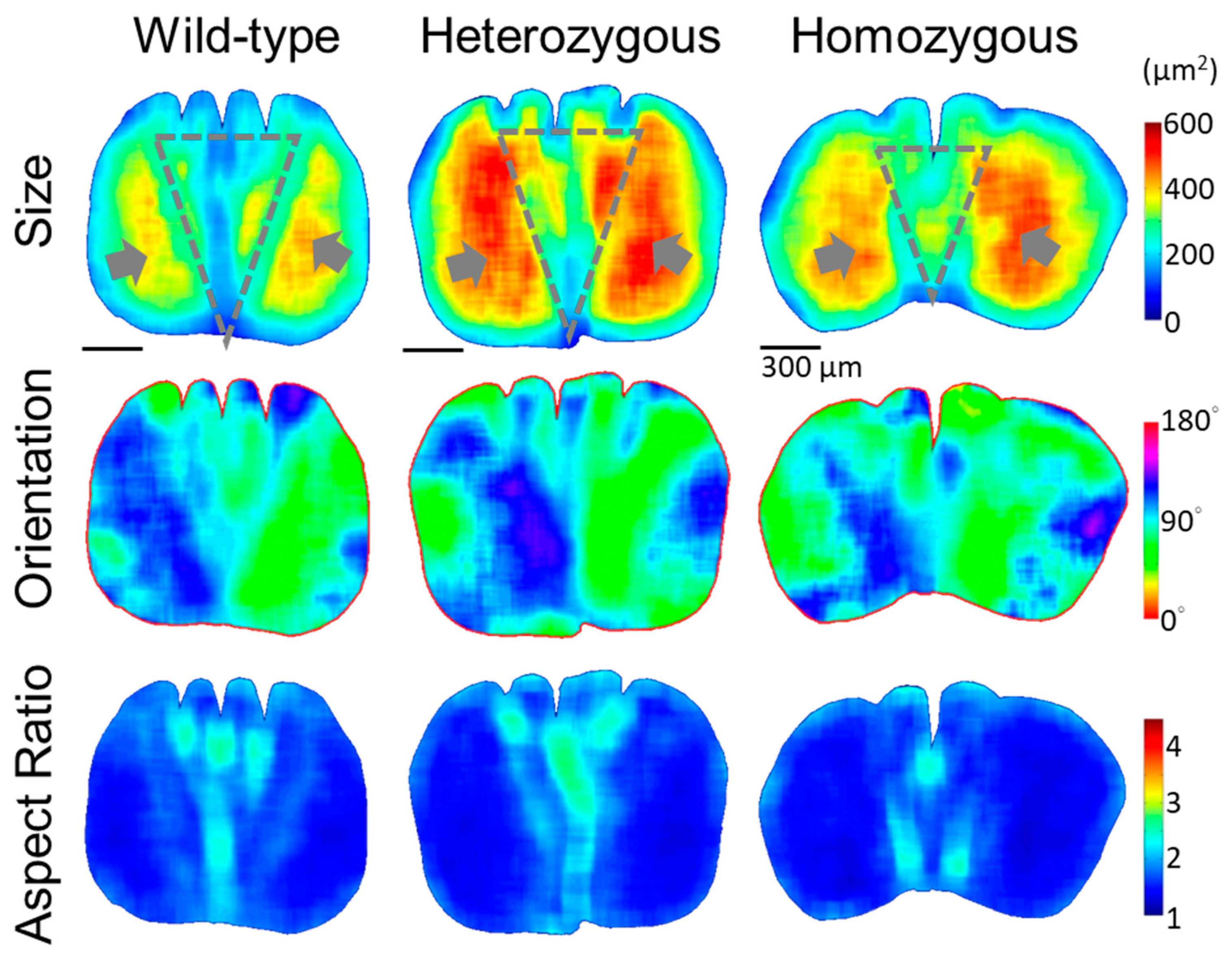 Preprints 105008 g006