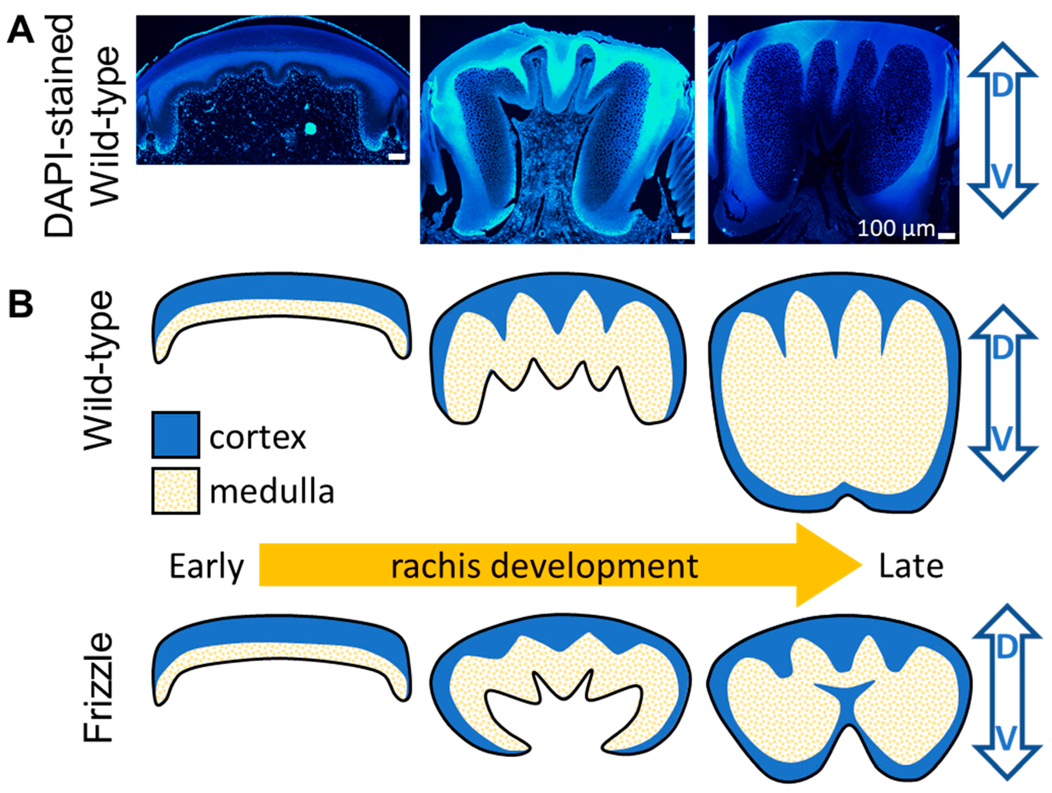 Preprints 105008 g008