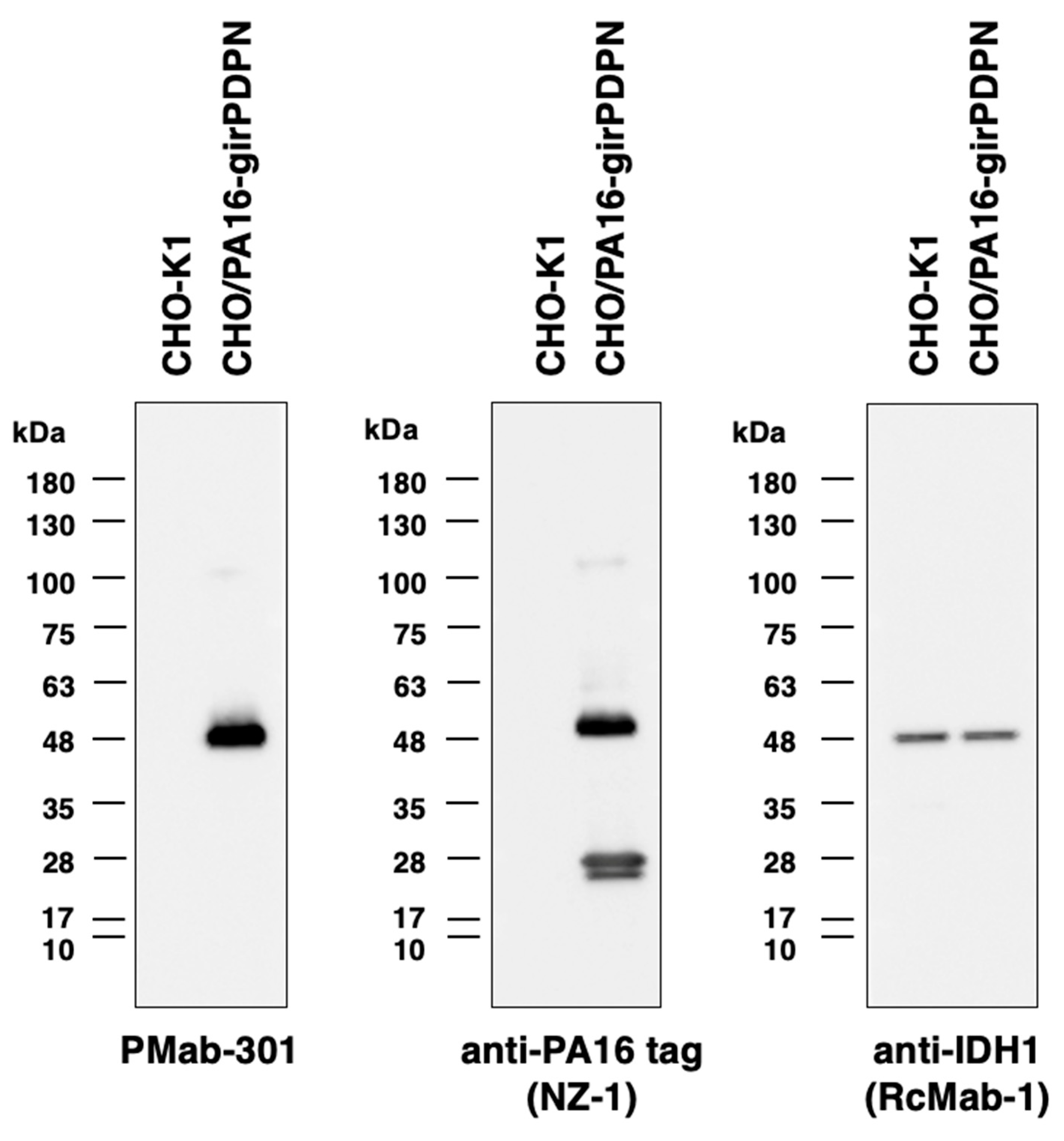 Preprints 86484 g003